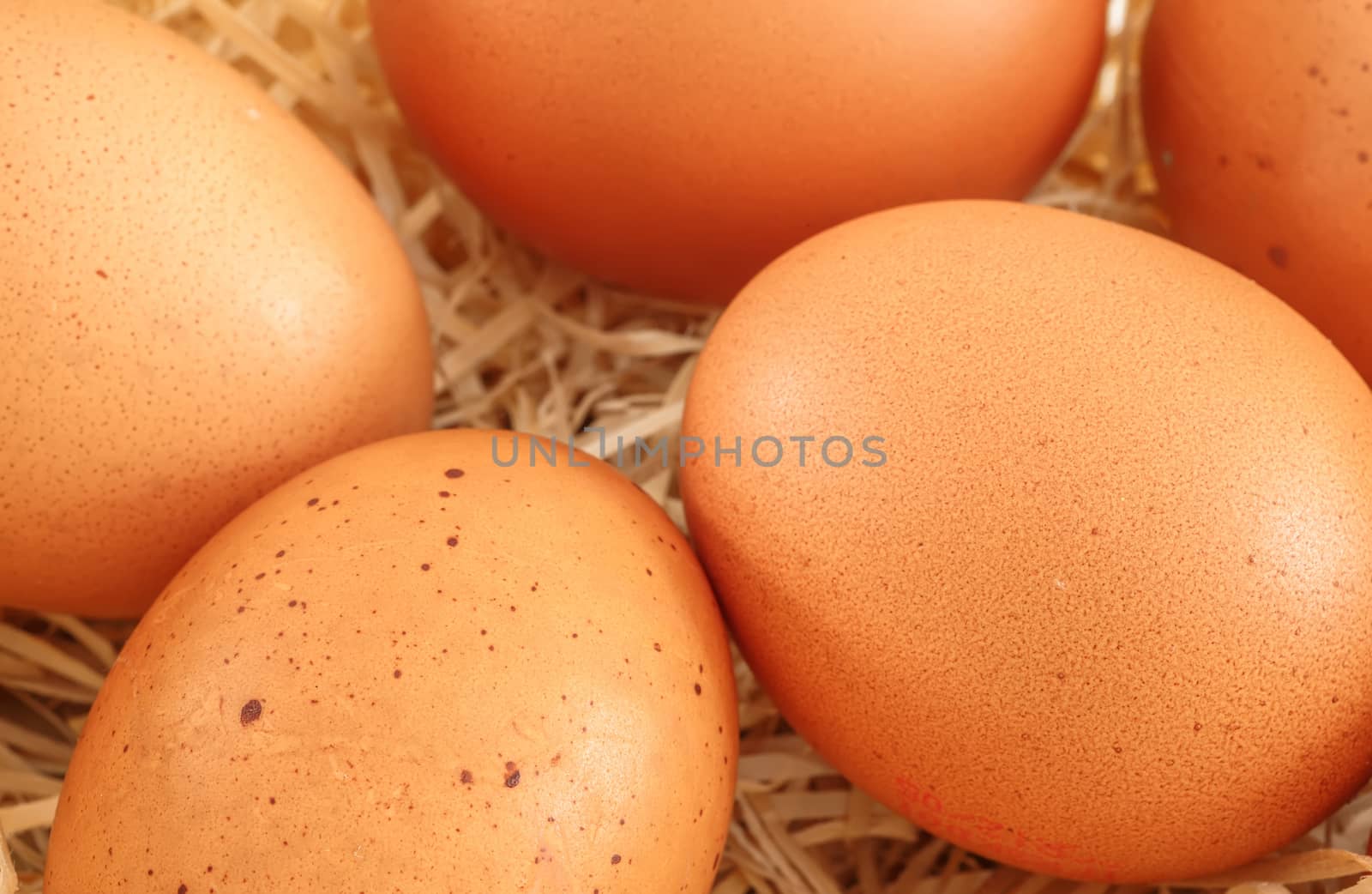 closeup on fresh eggs in a nest by pixinoo