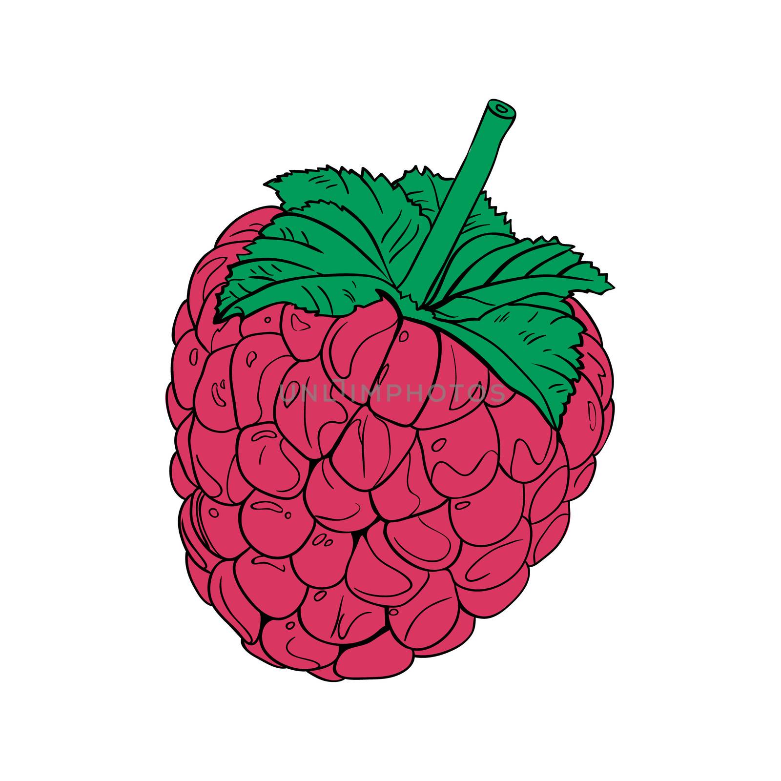Color vector illustration. Raspberries icon. Vector illustration