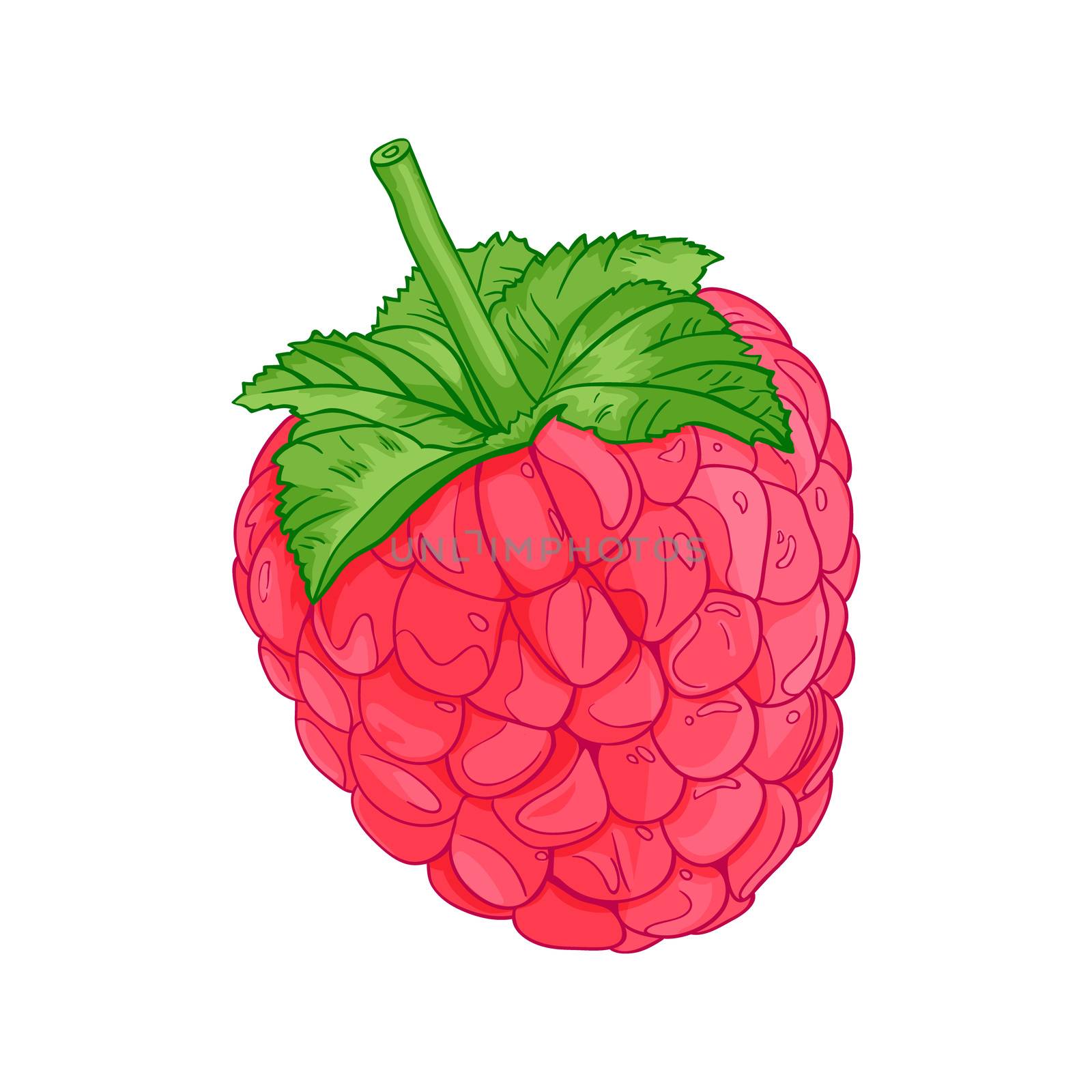 raspberry vector illustration realistic dessert berry organic