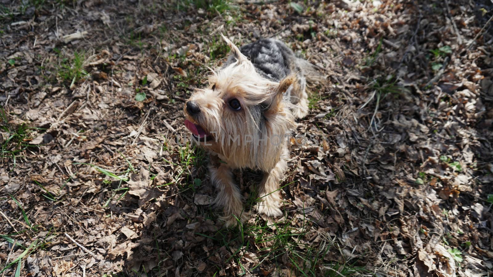 Yorkshire Terrier Dog on the brown grass.
