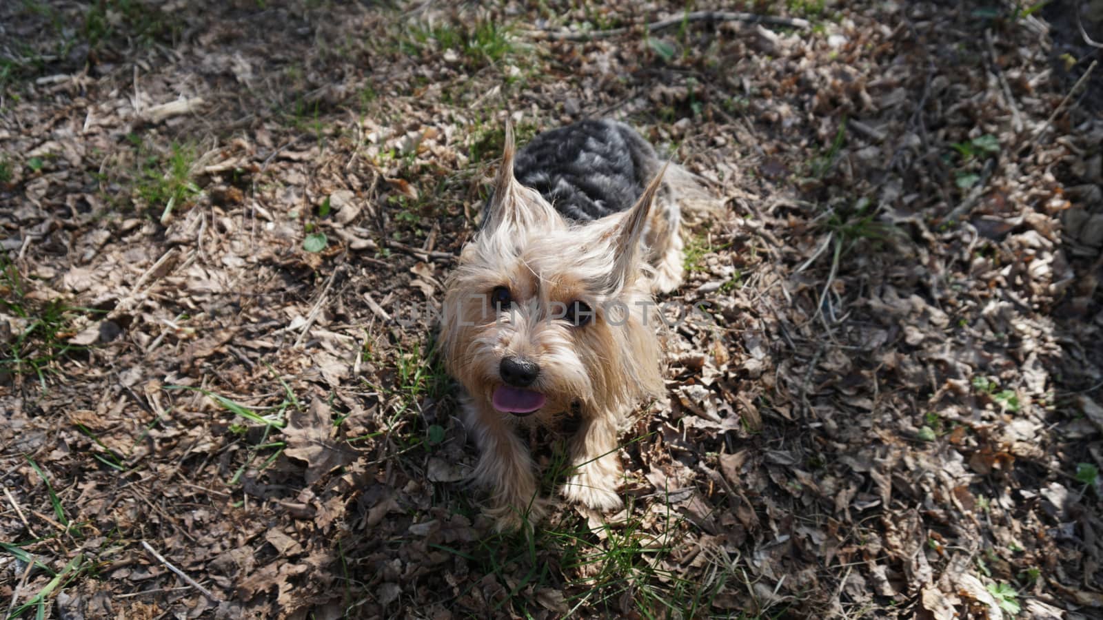 Yorkshire Terrier Dog on the brown grass.