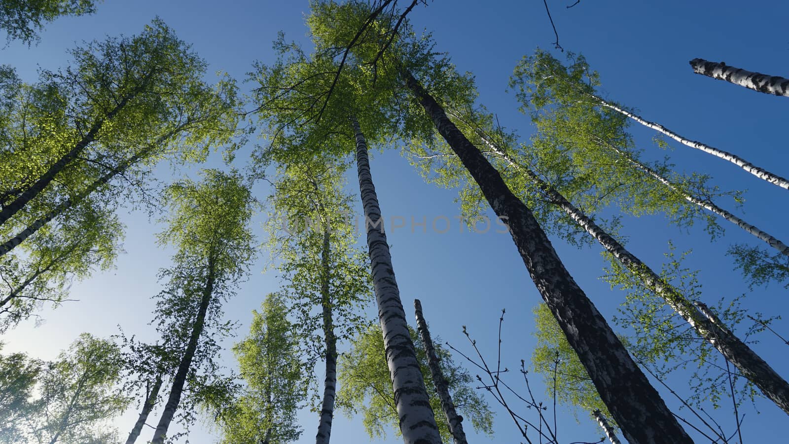 Spring Forrest. Fresh Green Woods in the Forest of Kursk.