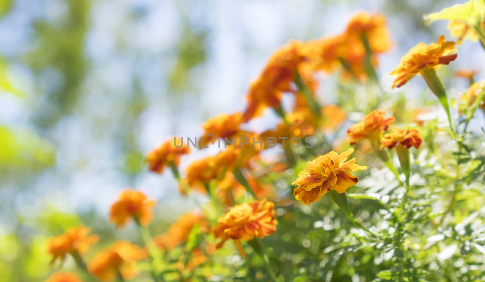 Bright yellow and orange marigolds growing in garden on a sunny day