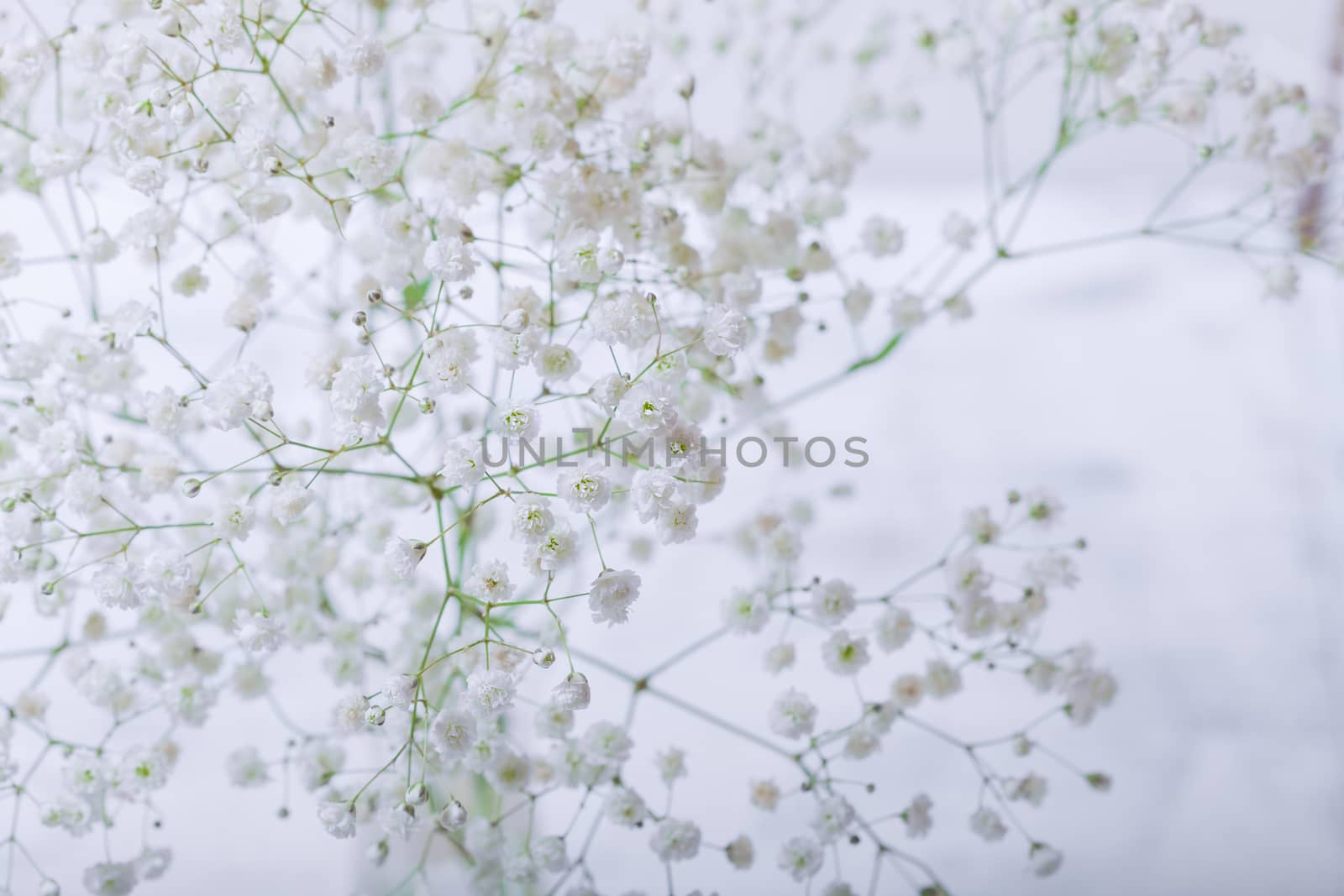 A bunch of fresh white Gypsophila on a white background.