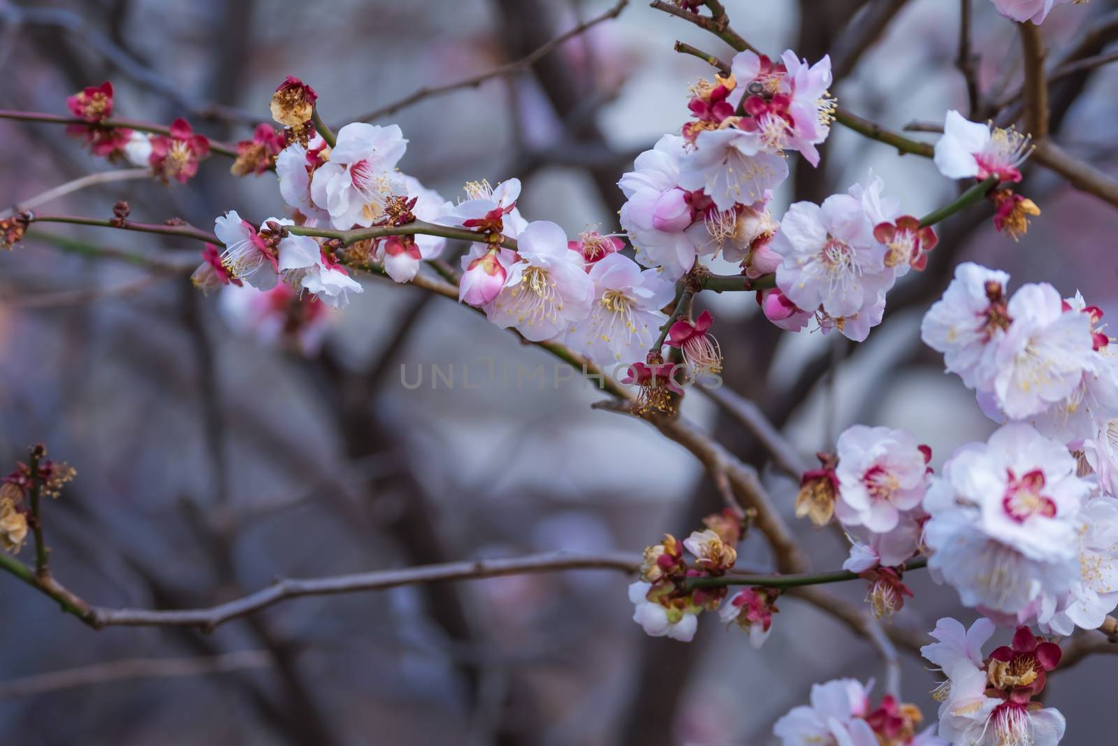 Spring time japanese plum blossom