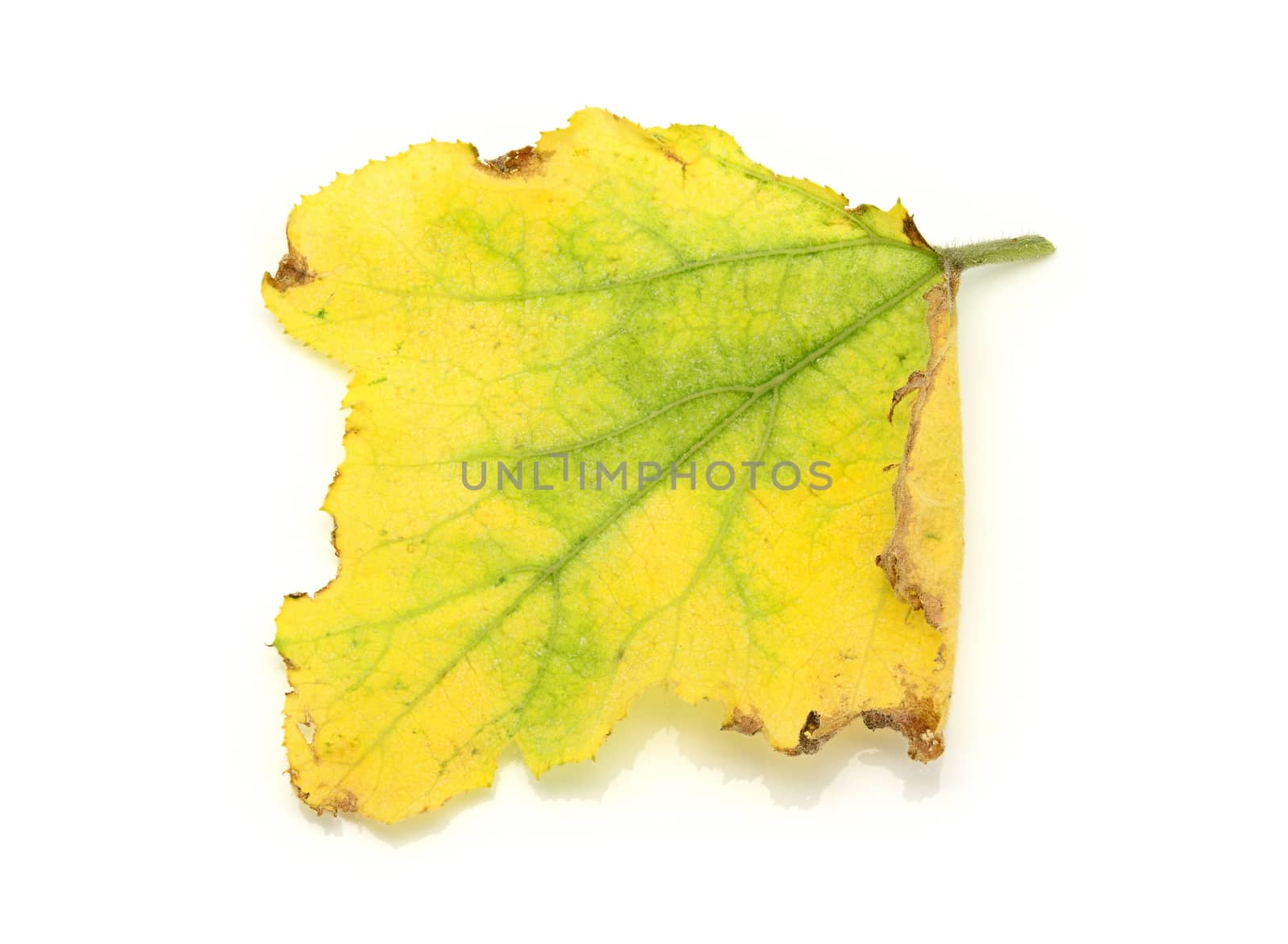 Yellowing and dying pumpkin leaves on a white background