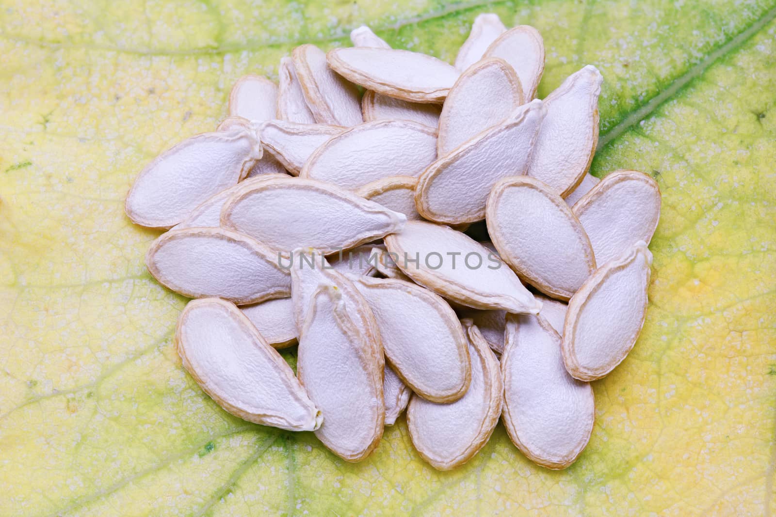 Top view of dried pumpkin seeds on yellowing and dying pumpkin leaves