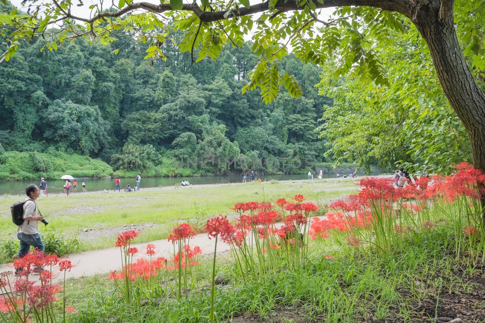 Red Spider Lily in Kinchakuda Manjyusyage Park Saitama JAPAN;25th September 2016