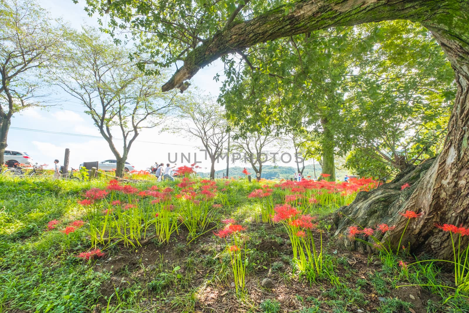 Red Spider Lily in Kinchakuda Manjyusyage Park Saitama JAPAN;25th September 2016