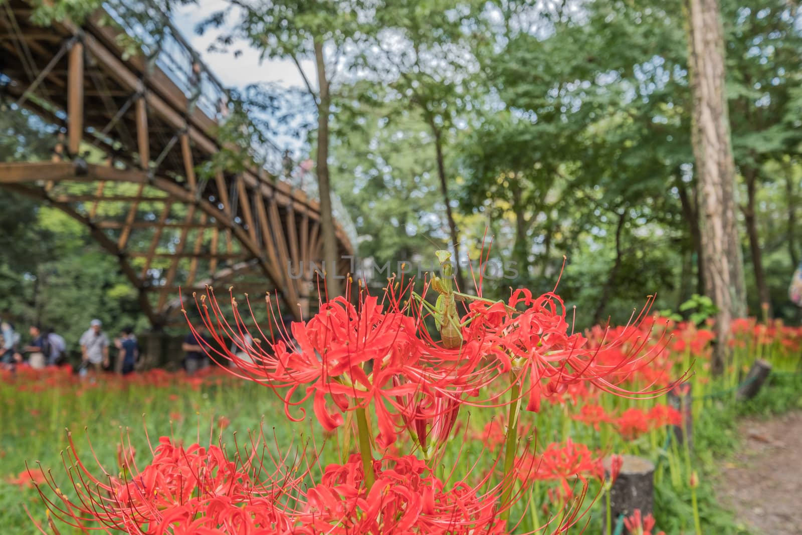 RED SPIDER LILY by jaruncha