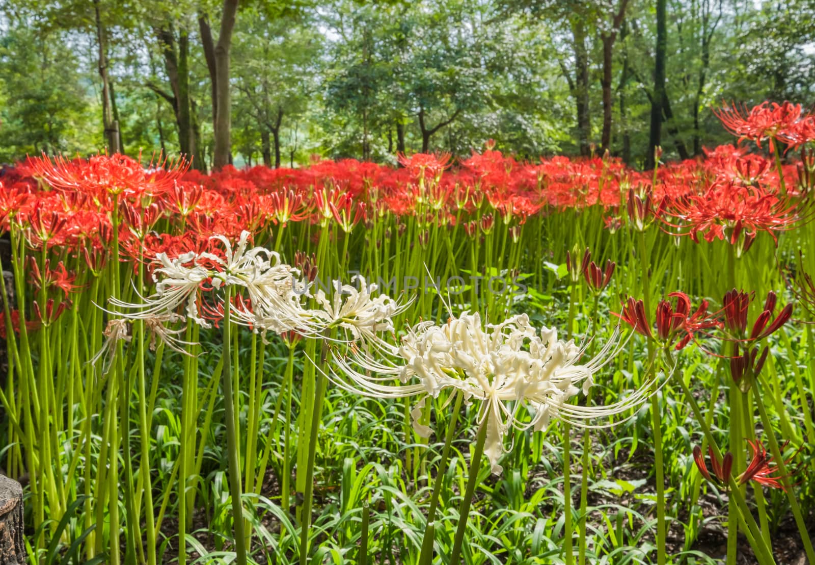 Red Spider Lily in Kinchakuda Manjyusyage Park