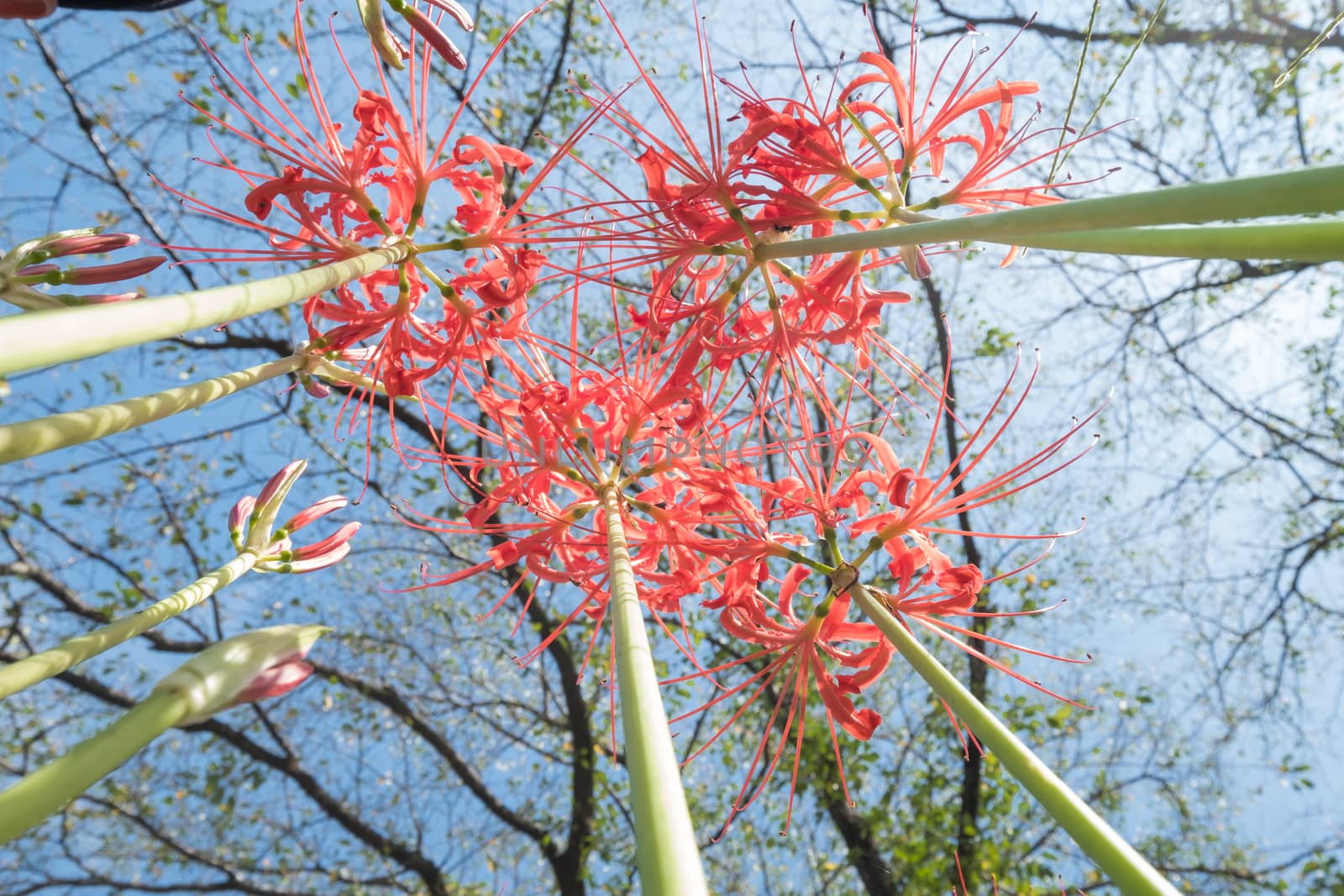 Red Spider Lily in Kinchakuda Manjyusyage Park