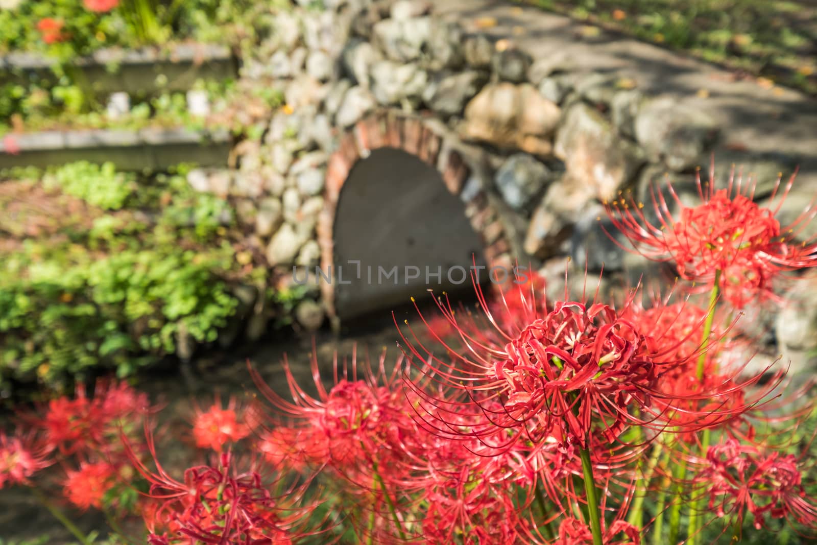 Red Spider Lily in Kinchakuda Manjyusyage Park