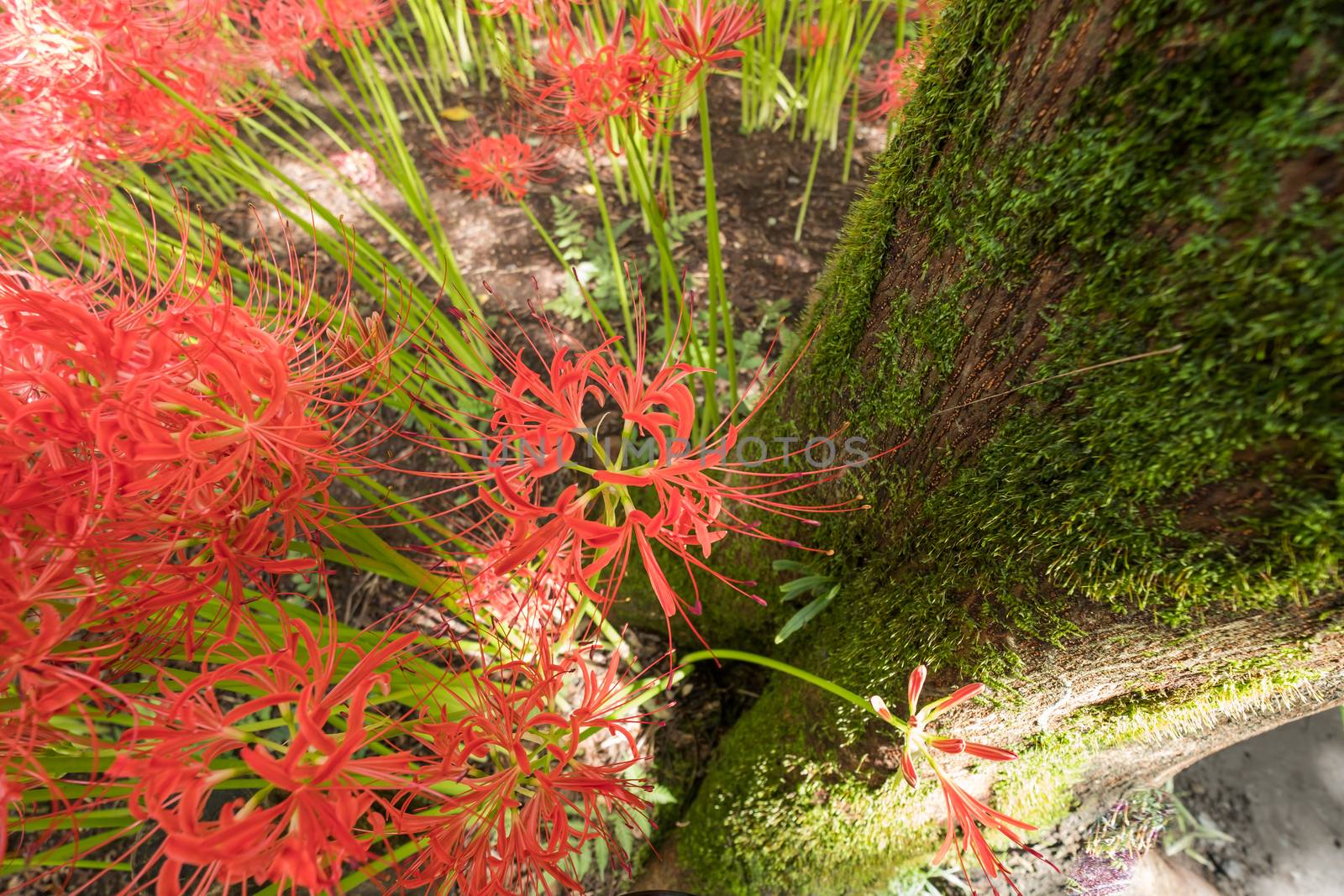 Red Spider Lily in Kinchakuda Manjyusyage Park