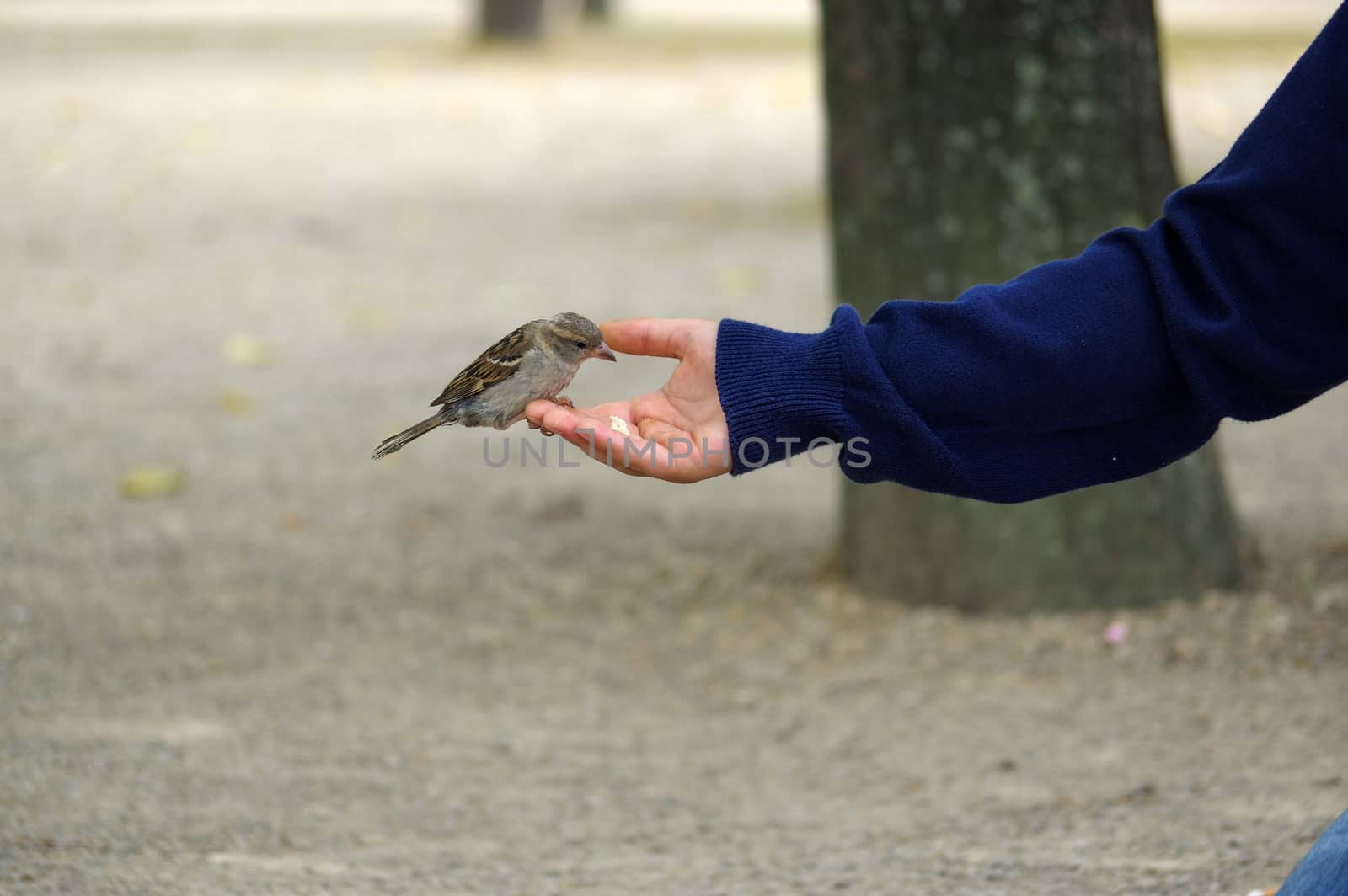 sparrow bird eating bread from outstretched hand by evolutionnow