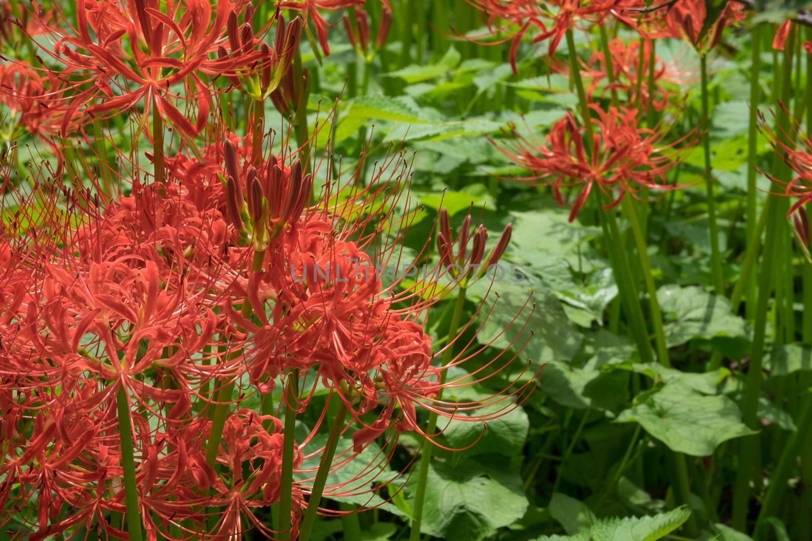 RED SPIDER LILY by jaruncha