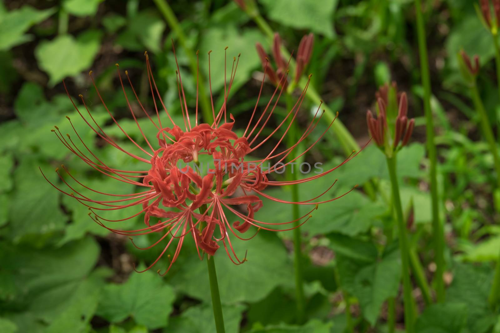 Red Spider Lily in Kinchakuda Manjyusyage Park