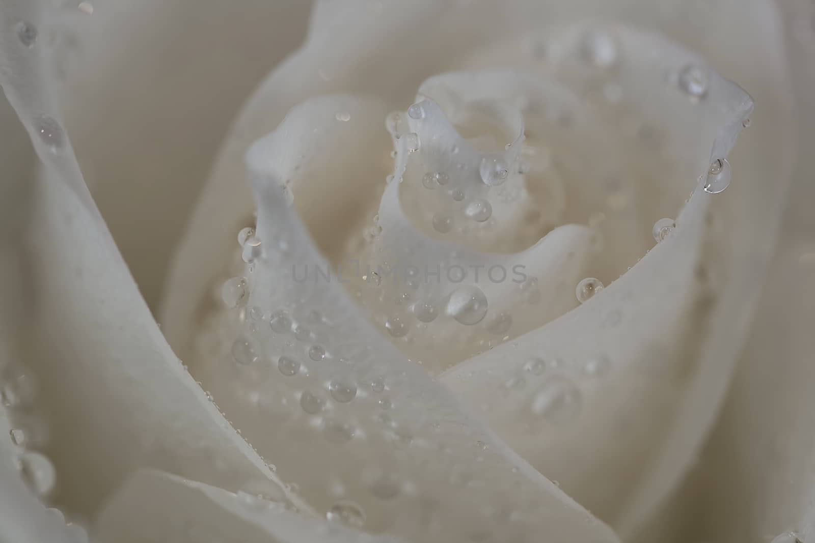 White rose with dew on the petals. by sergey_pankin