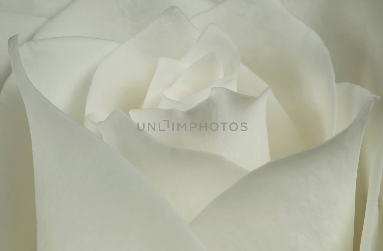 Big bud white rose in soft tones of rose petals.