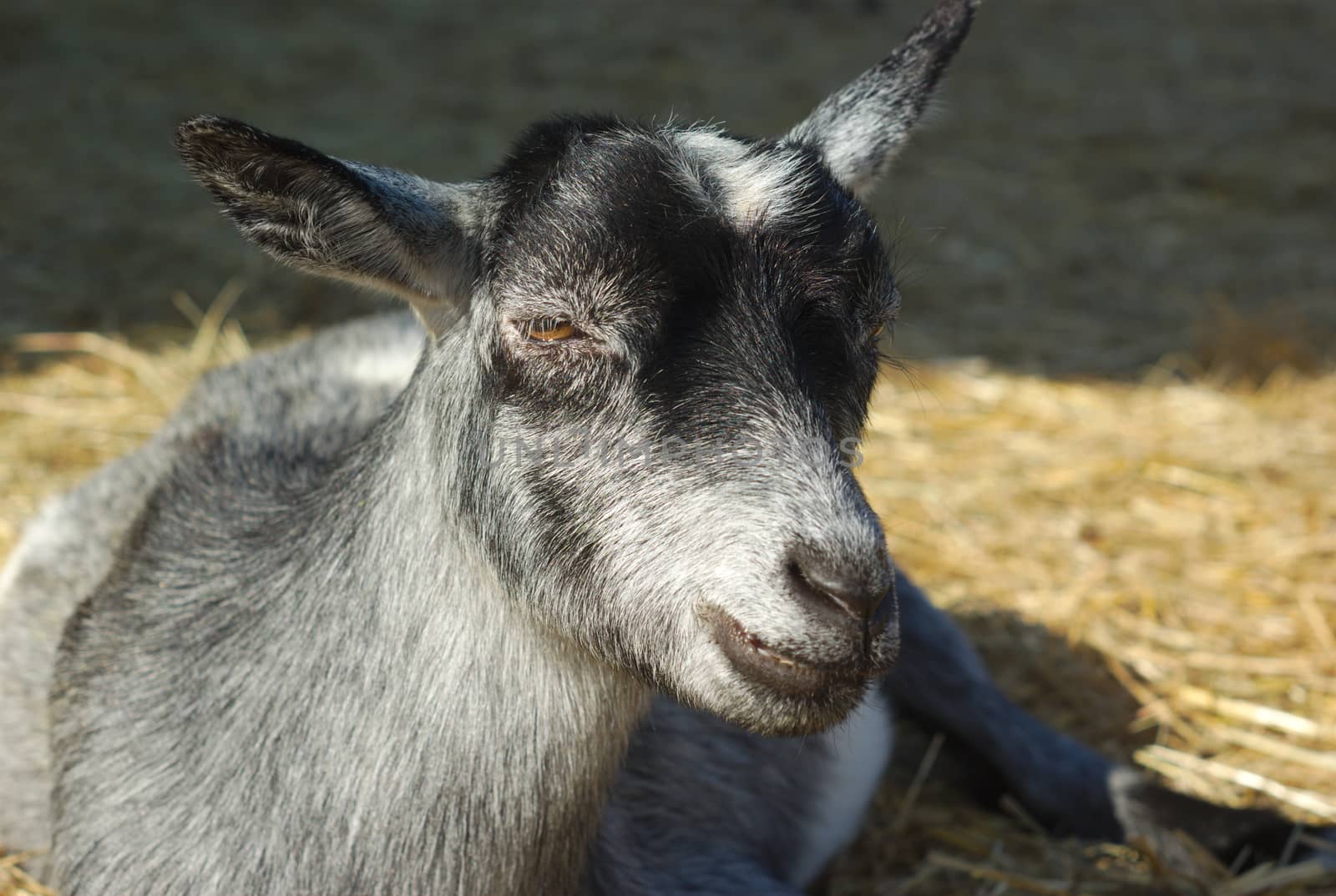 little gray goat resting on hay at the farm