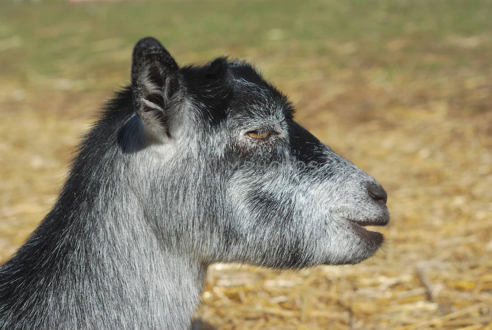 little gray goat resting on hay at the farm side view by jacquesdurocher