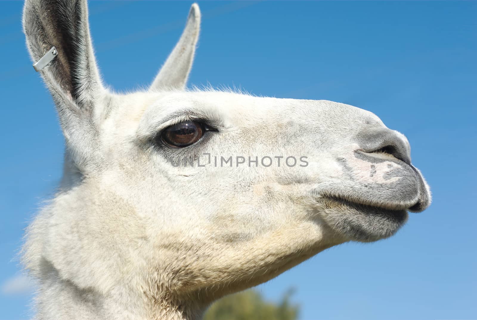white lama head profile view on blue sky by jacquesdurocher