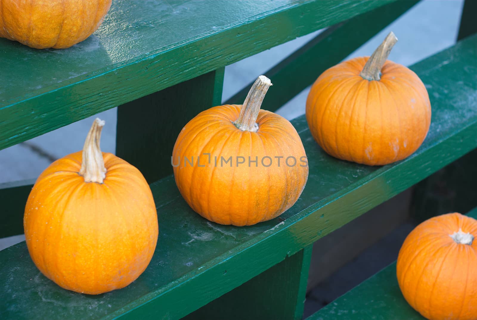 halloween pumpkins for thanksgiving on green rack at the market