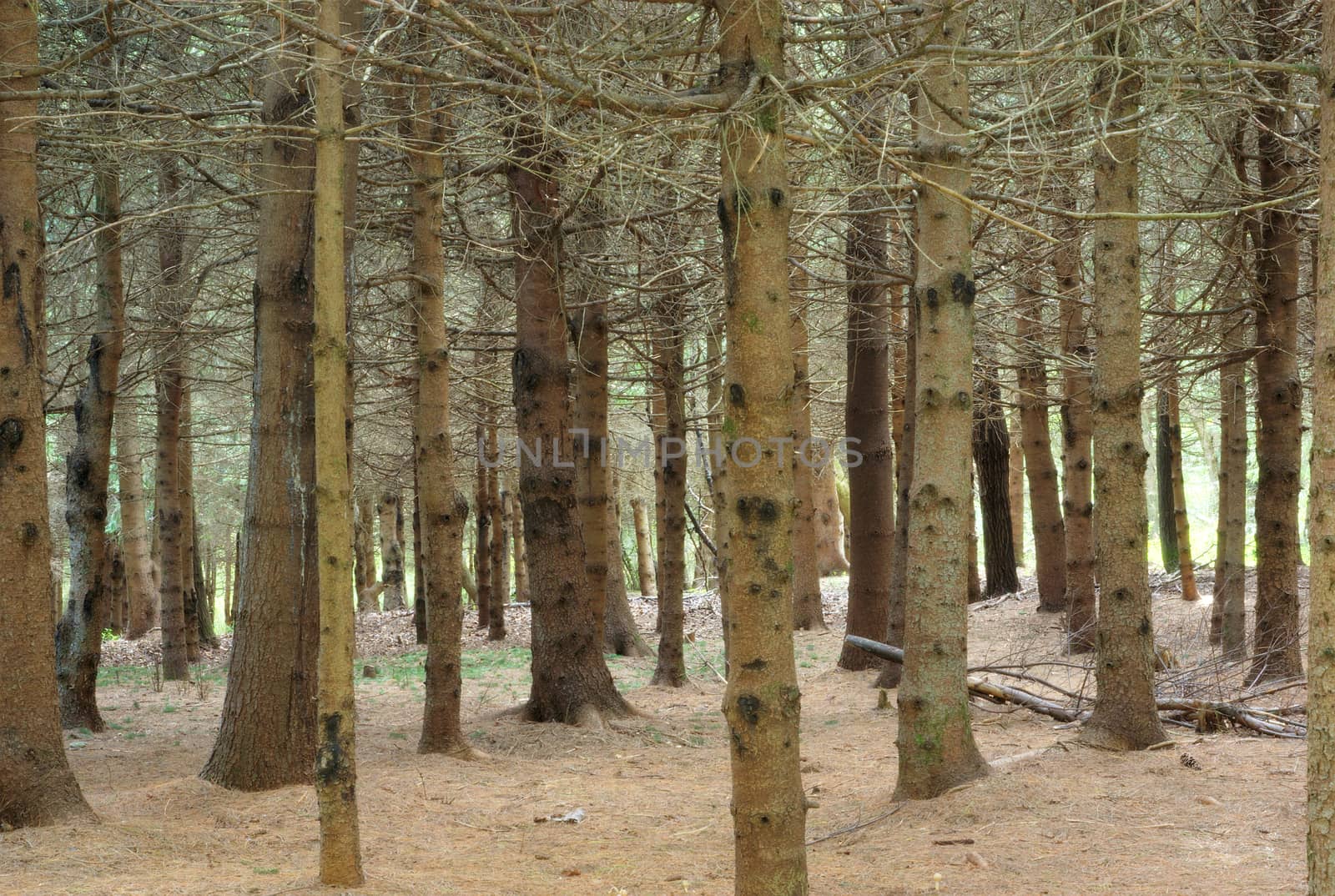 pine forest trees coniferous calm landscape by jacquesdurocher