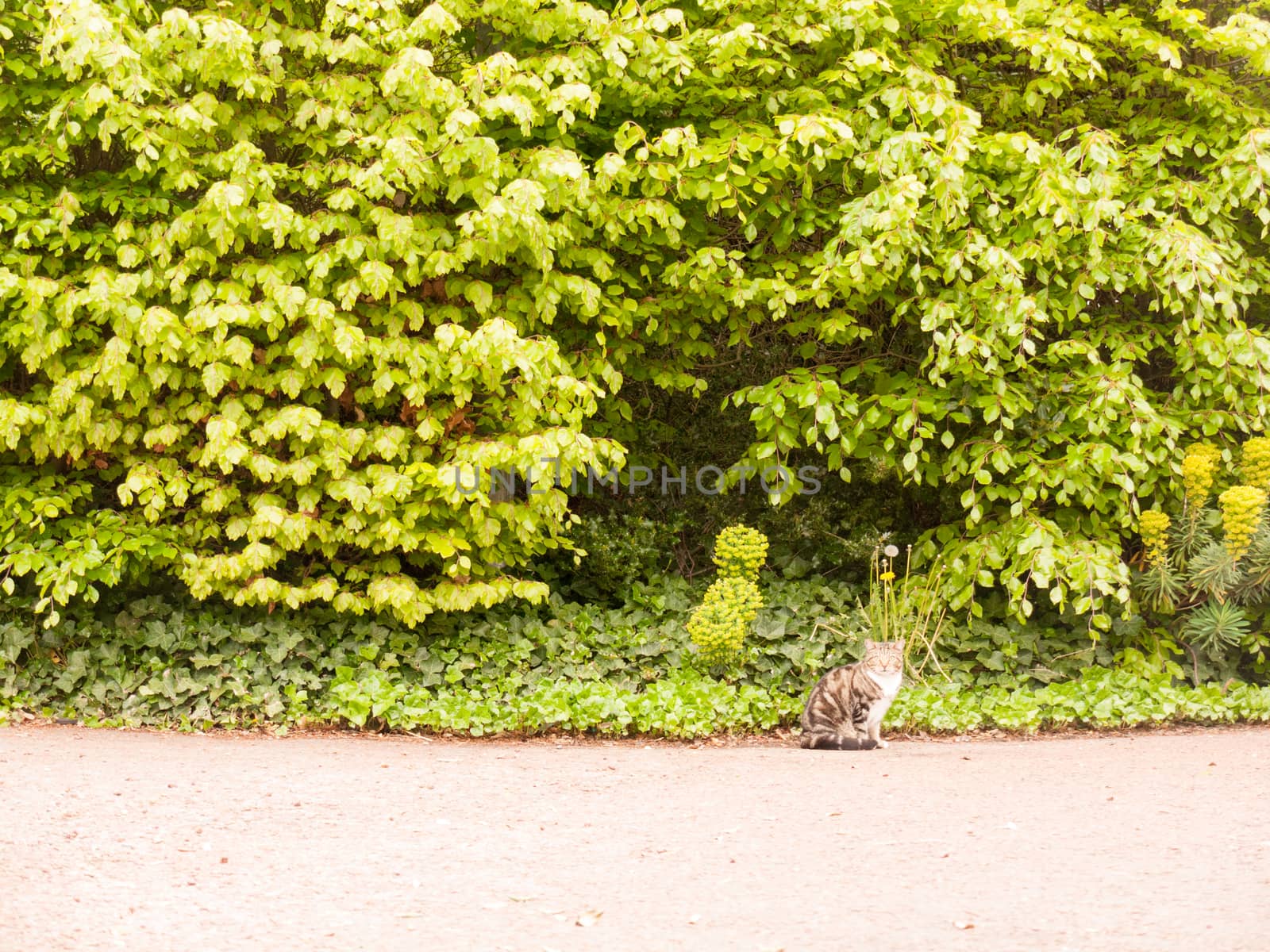 a cat facing forward sitting in front of a large tree with leaves