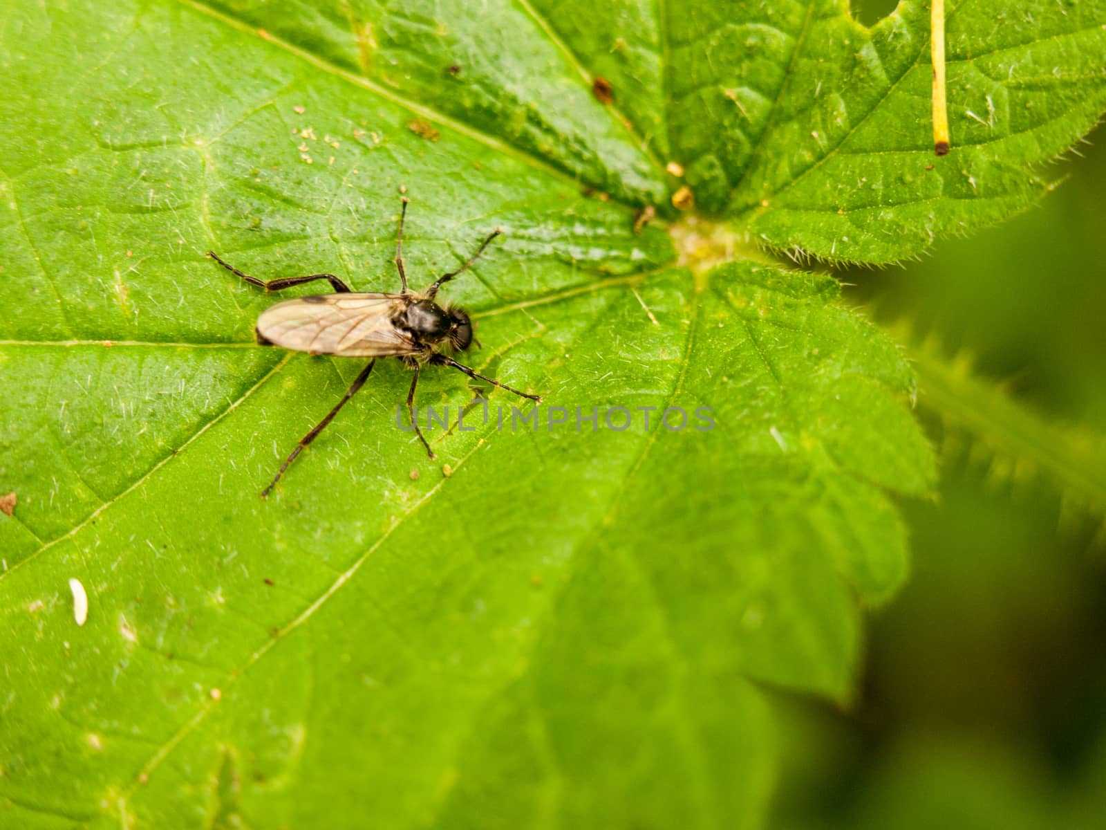 close up of a fly resting on top of a leaf overhead
