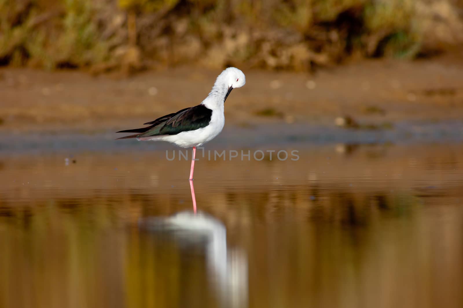 Black-Winged Stilt searching for some to eat
