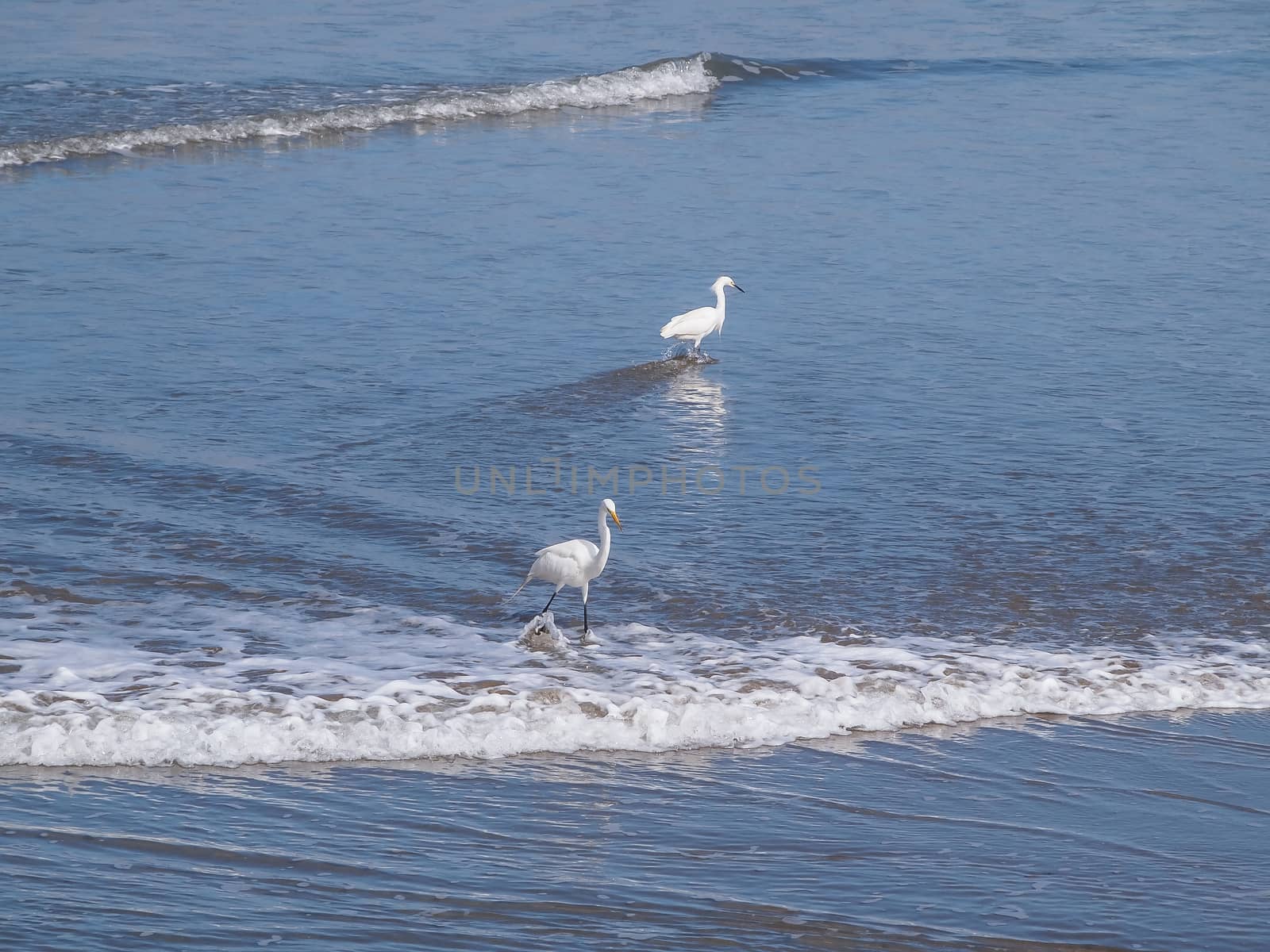 Snowy Egret standing on the beach by simpleBE