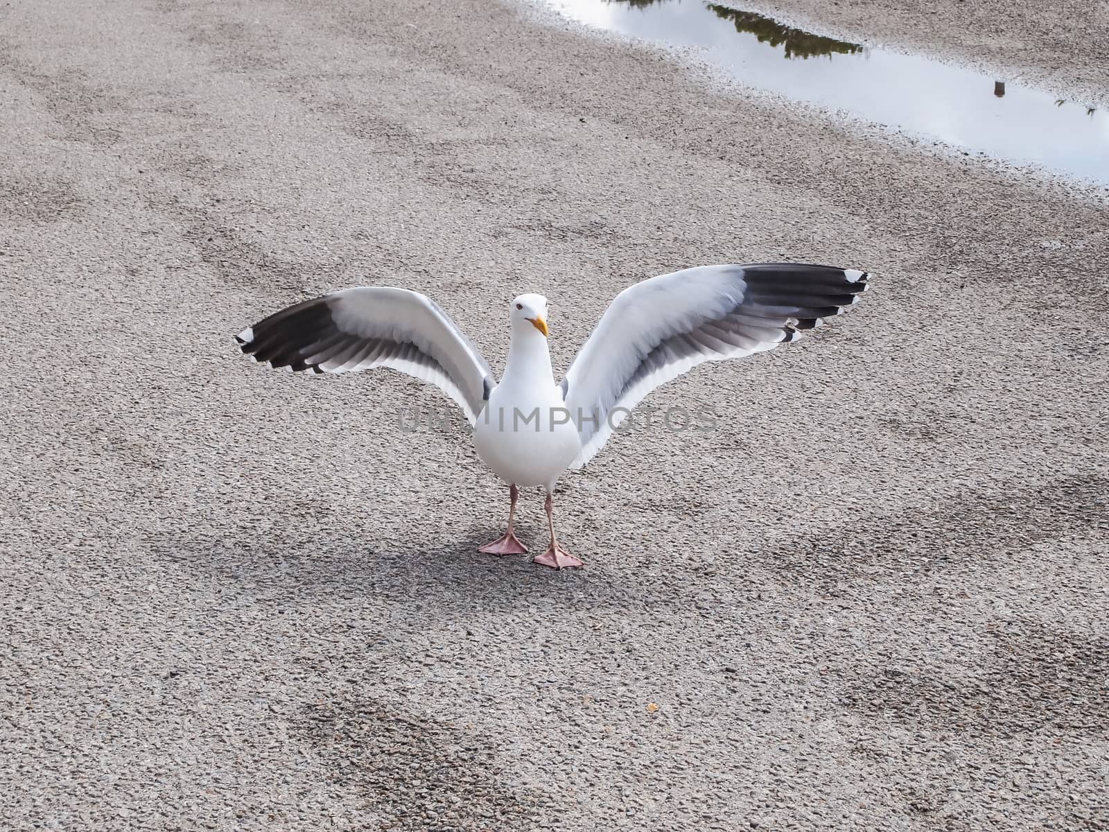 white bird seagull posing on a street, Morro Rock Bay, California USA
