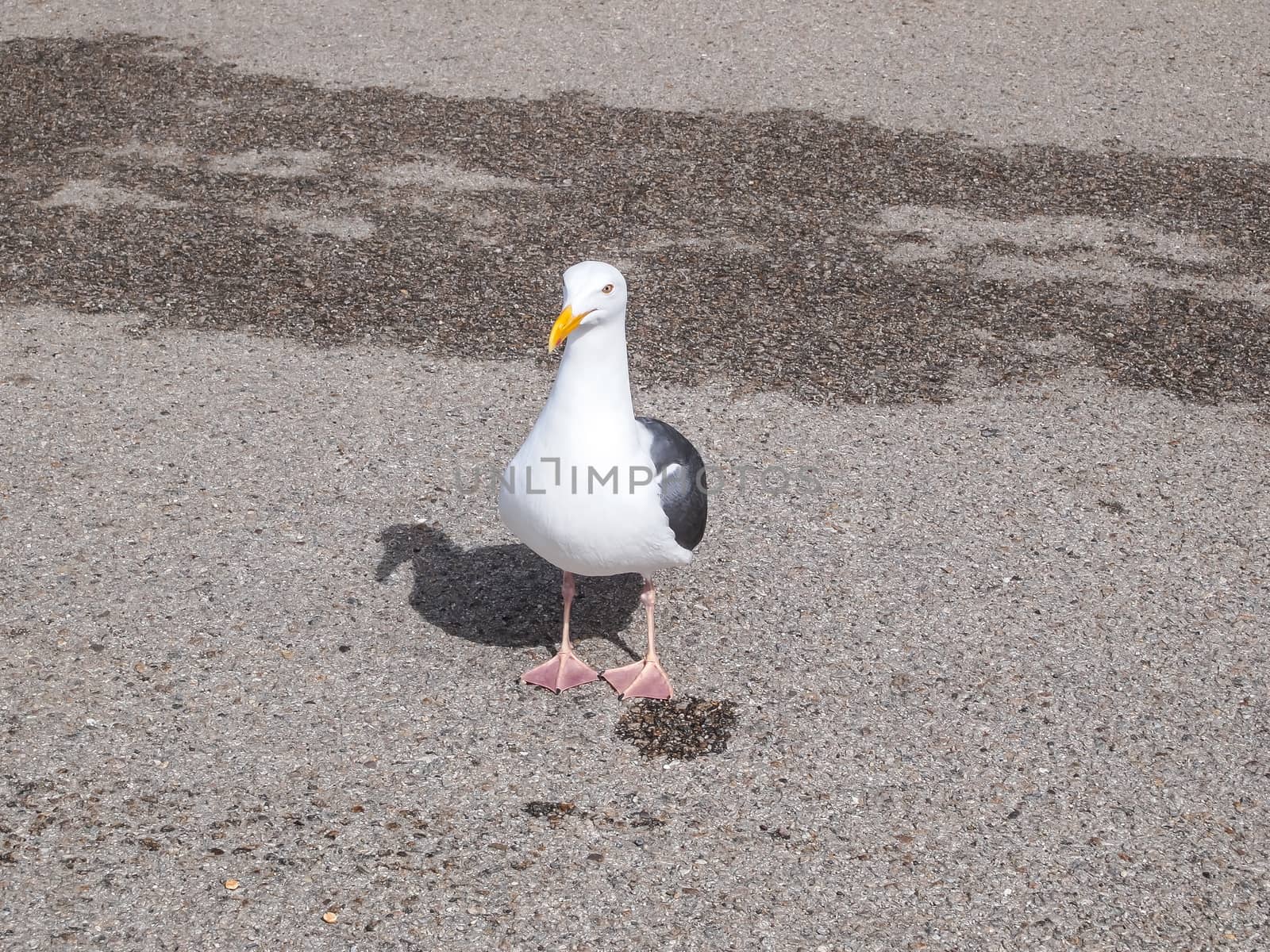 white bird seagull posing on a street by simpleBE