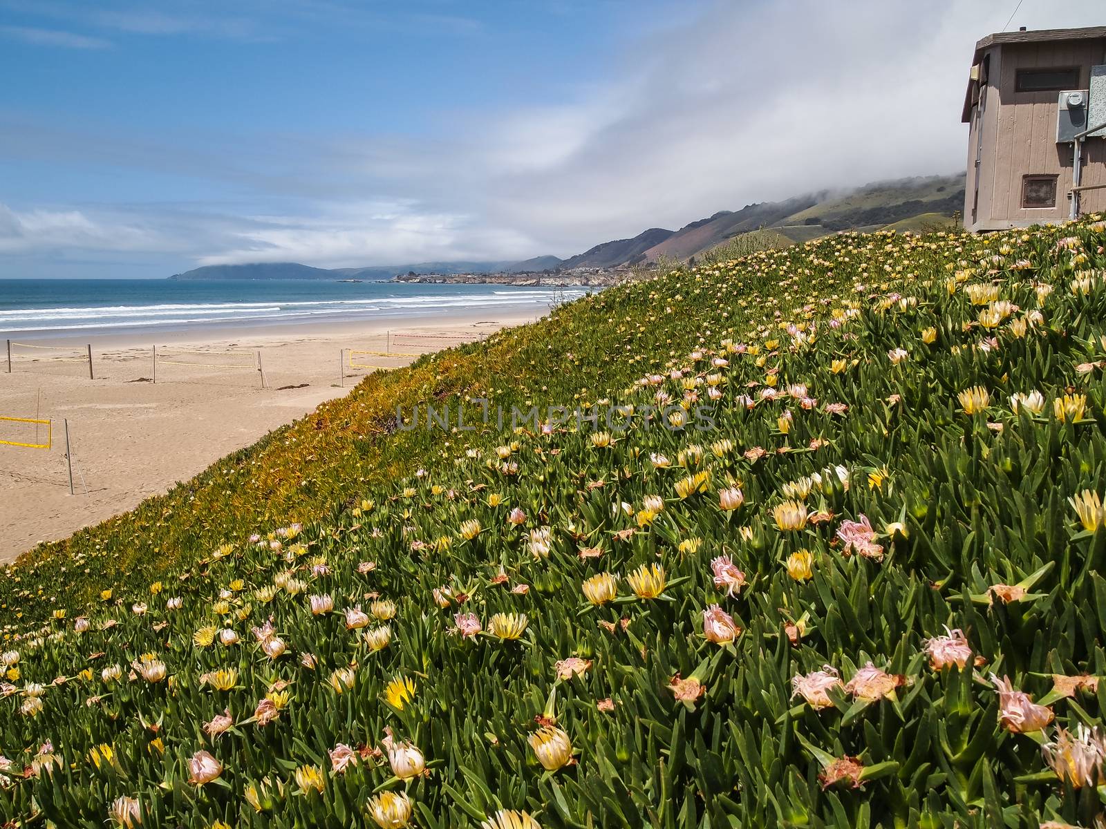 Wild flowers on the beach in California