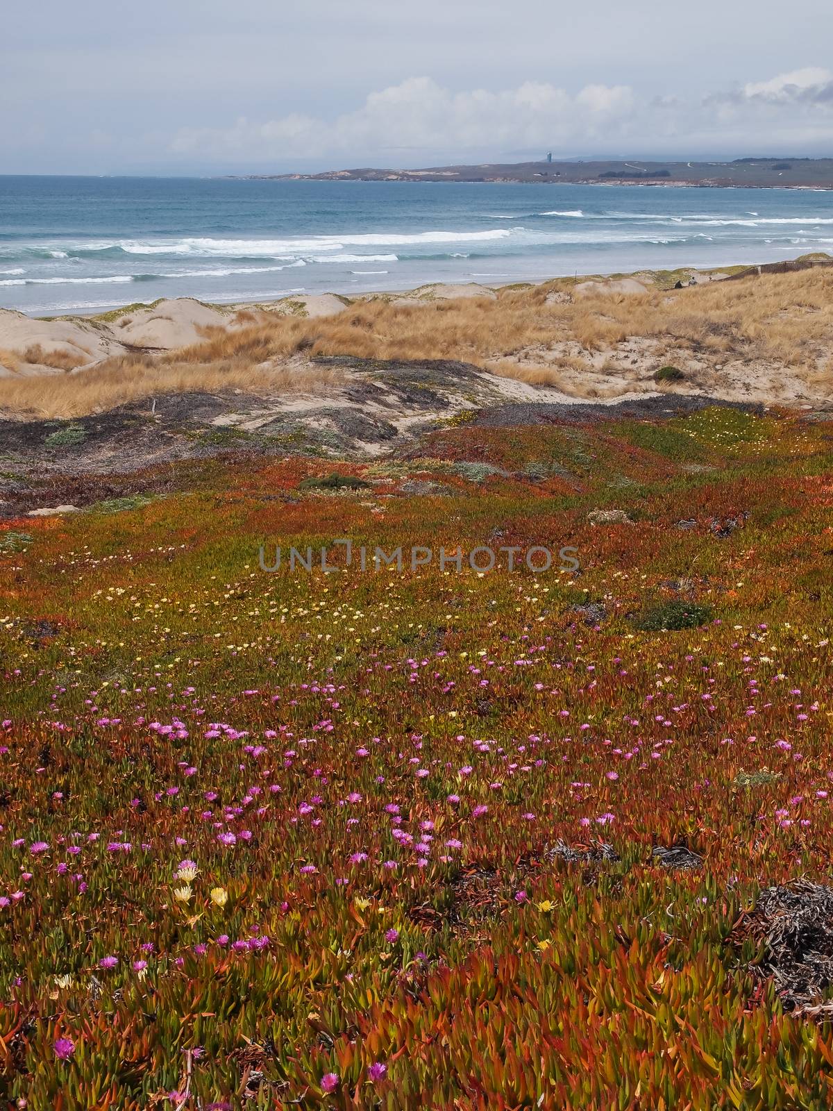 Wild flowers on the beach by simpleBE