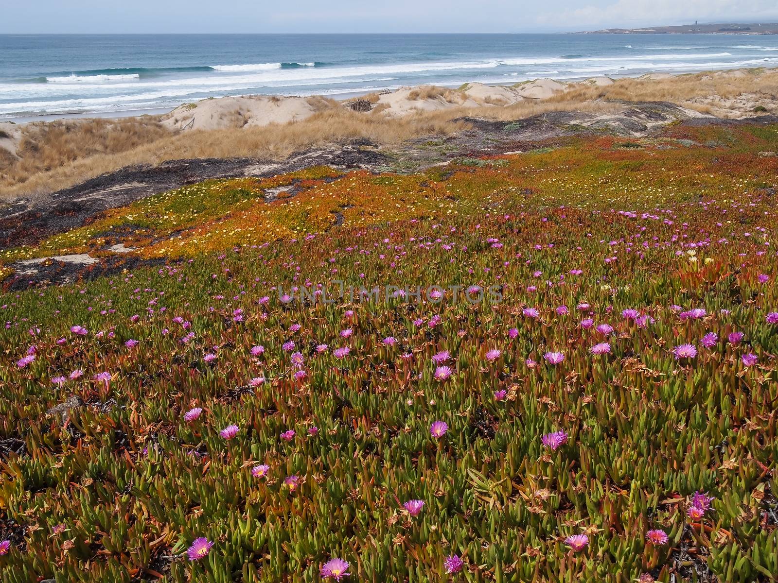 Wild flowers on the beach by simpleBE