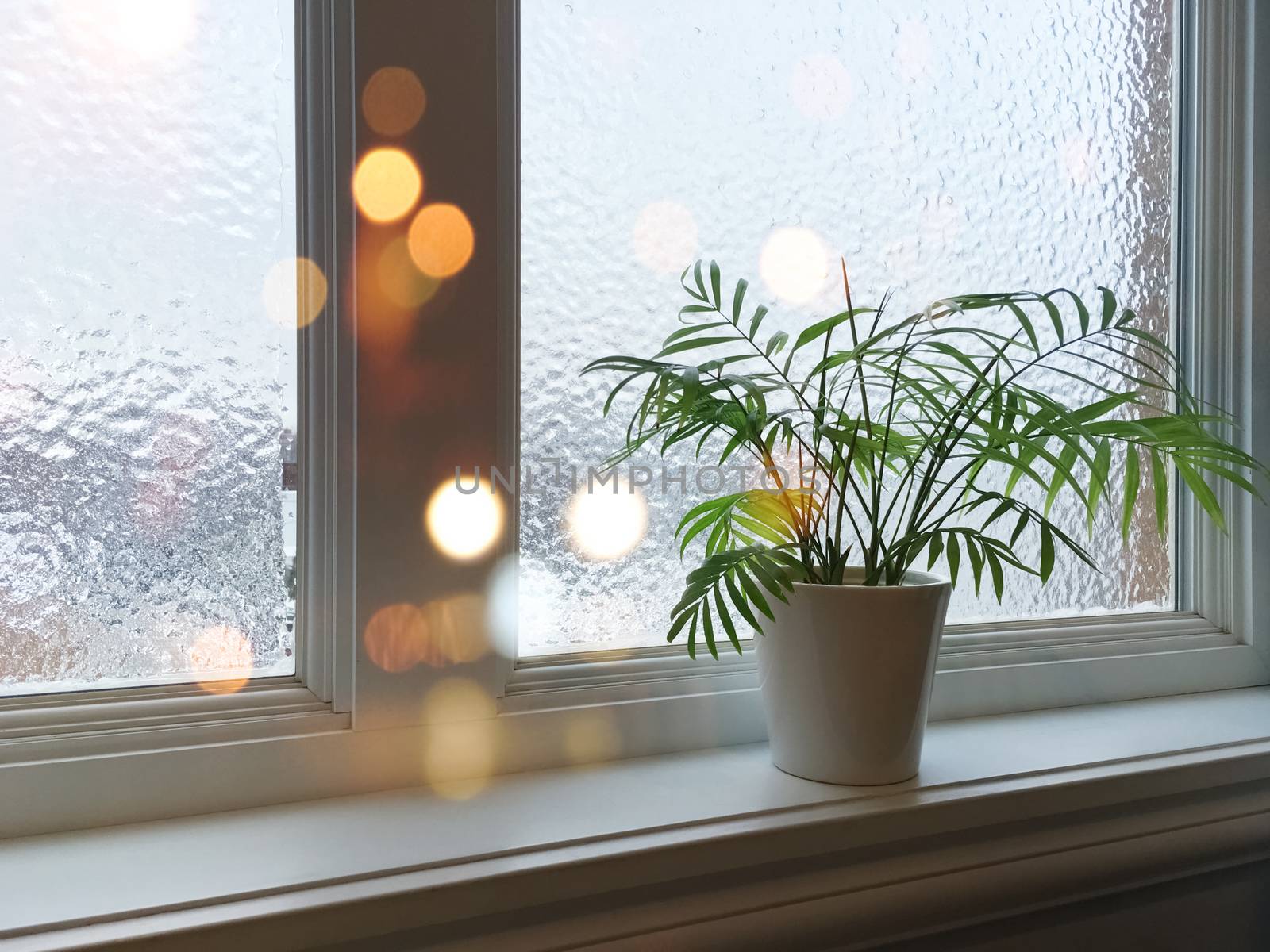 Frosted window, green plant and lights by anikasalsera