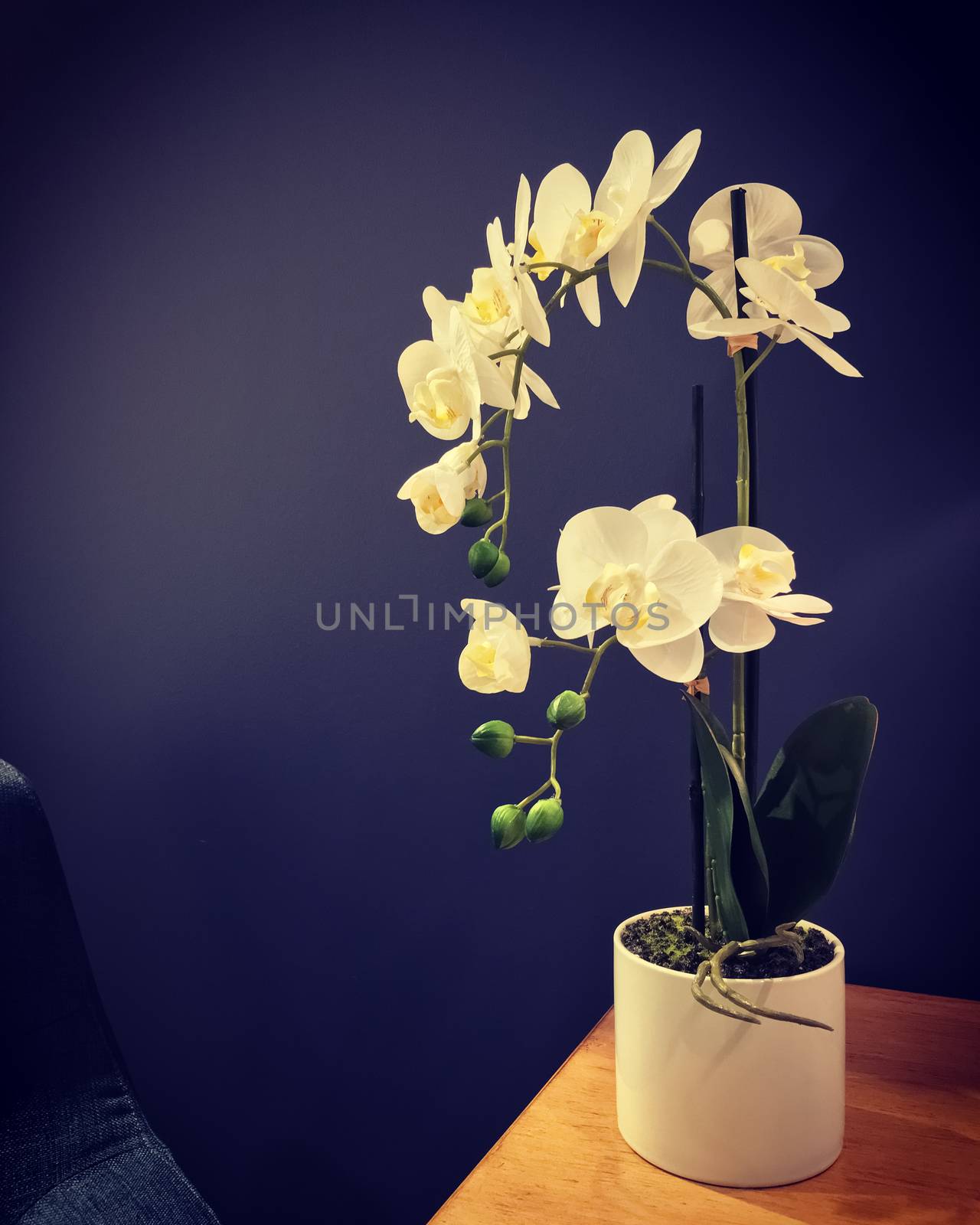 Elegant white orchid on a table, on blue wall background. Home decor.