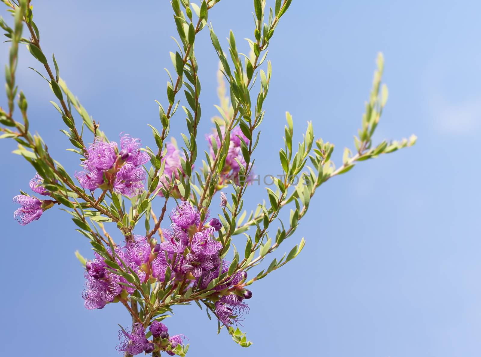 Australian wildflower, Melaleuca thymifolia, known as thyme honey-myrtle or pink lace honey myrtle against blue sky