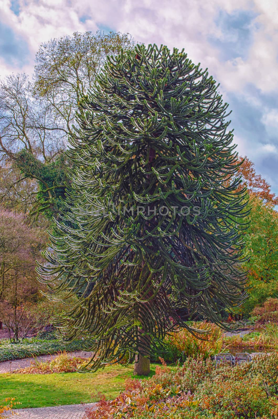 Araucaria grow evergreen trees and belong to the plant family of the conifers.