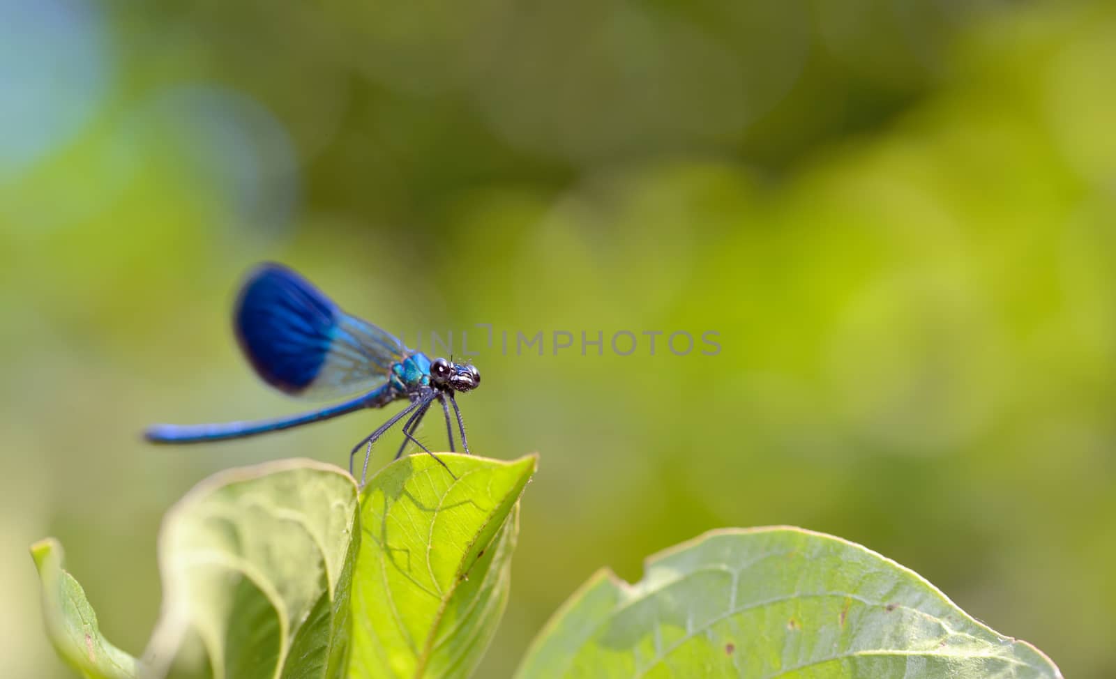 dragonfly in forest (coleopteres splendens)