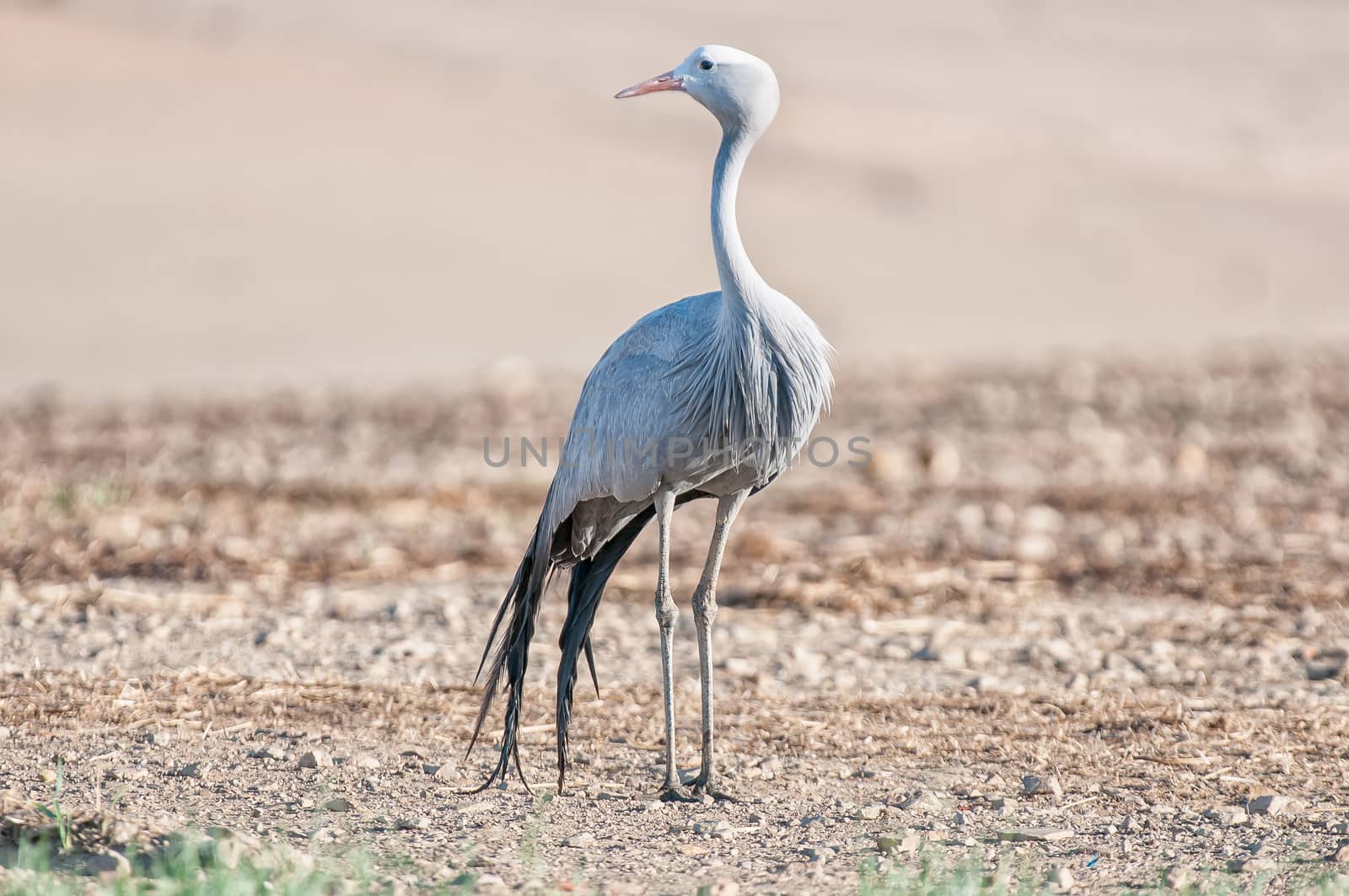 The Blue Crane, Grus paradisea, is an endangered bird specie endemic to Southern Africa. It is the national bird of South Africa