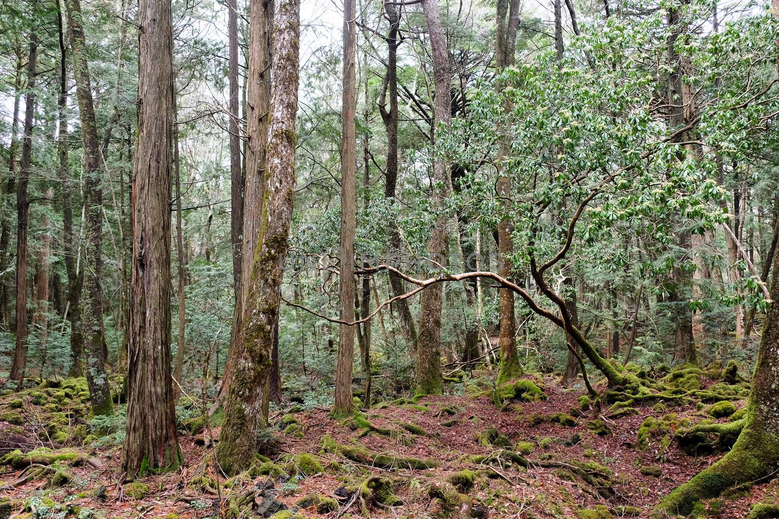 Aokigahara Forest by ponsulak