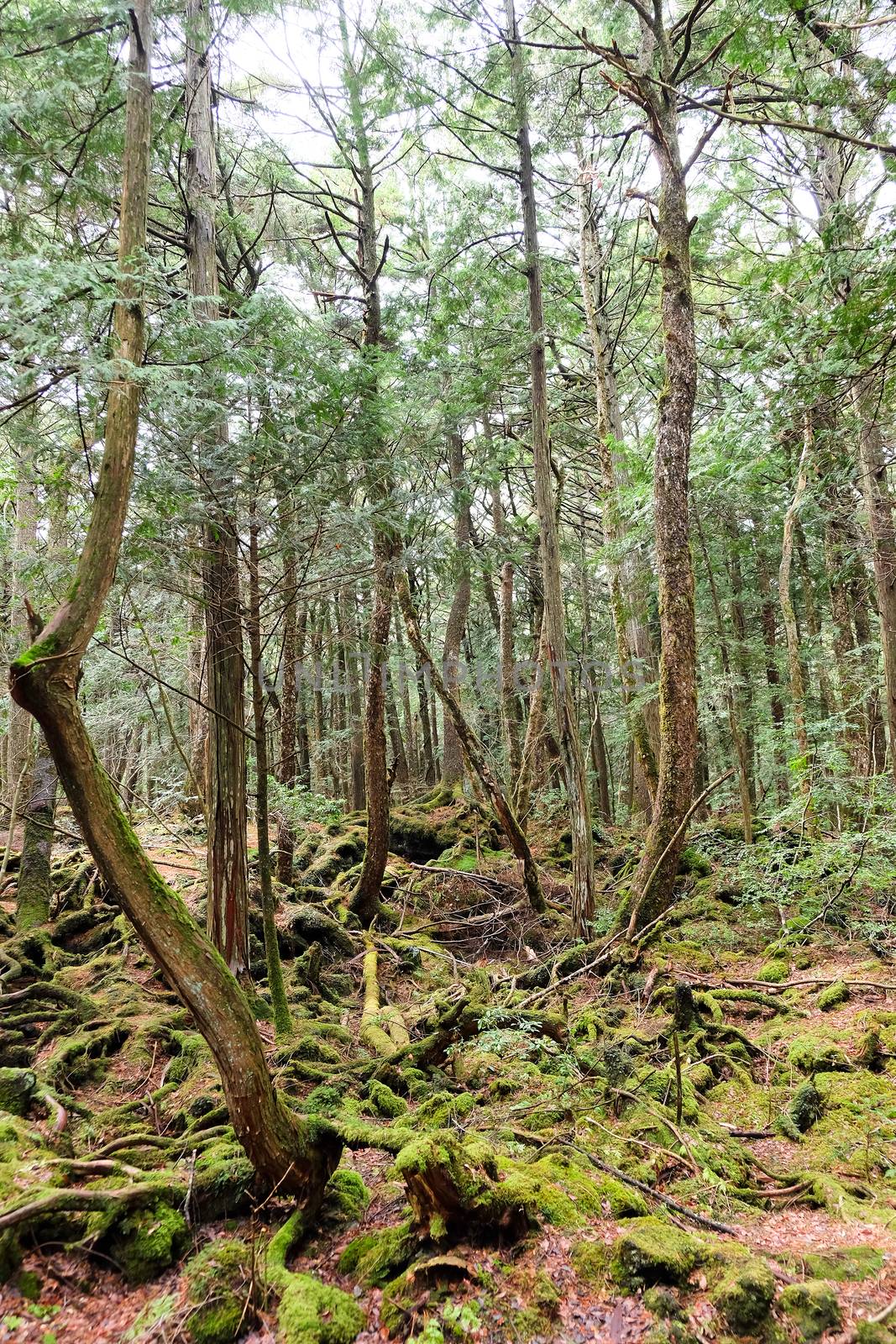 Aokigahara is a forest that lies at the base of Mount Fuji,also known as the Suicide Forest or Sea of Trees, Aokigahara Forest is a popular destination for tourists and school trips