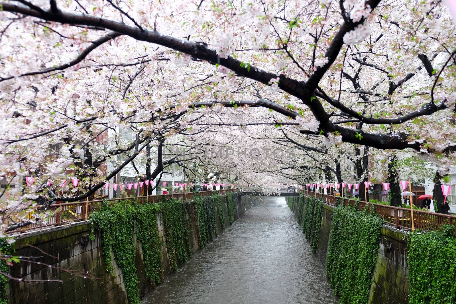 Cherry blossoms at Meguro river in tokyo Japan,The river is a popular venue for cherry blossom viewing in the spring.