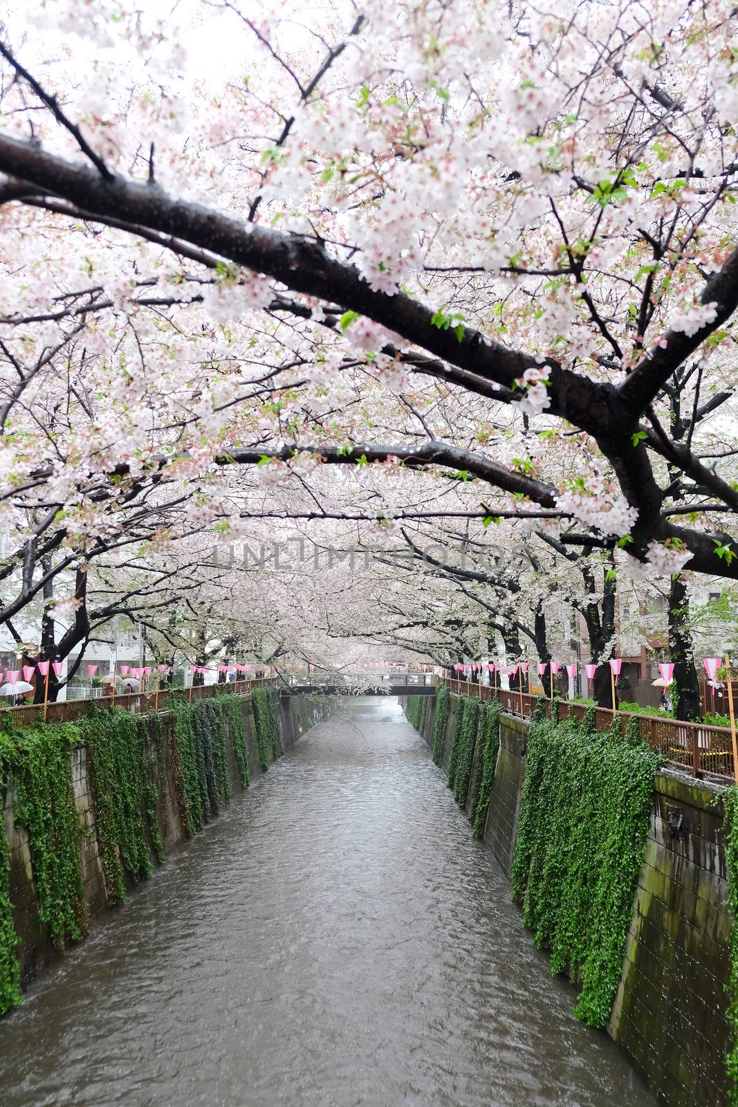 Cherry blossoms at Meguro river in tokyo Japan,The river is a popular venue for cherry blossom viewing in the spring.