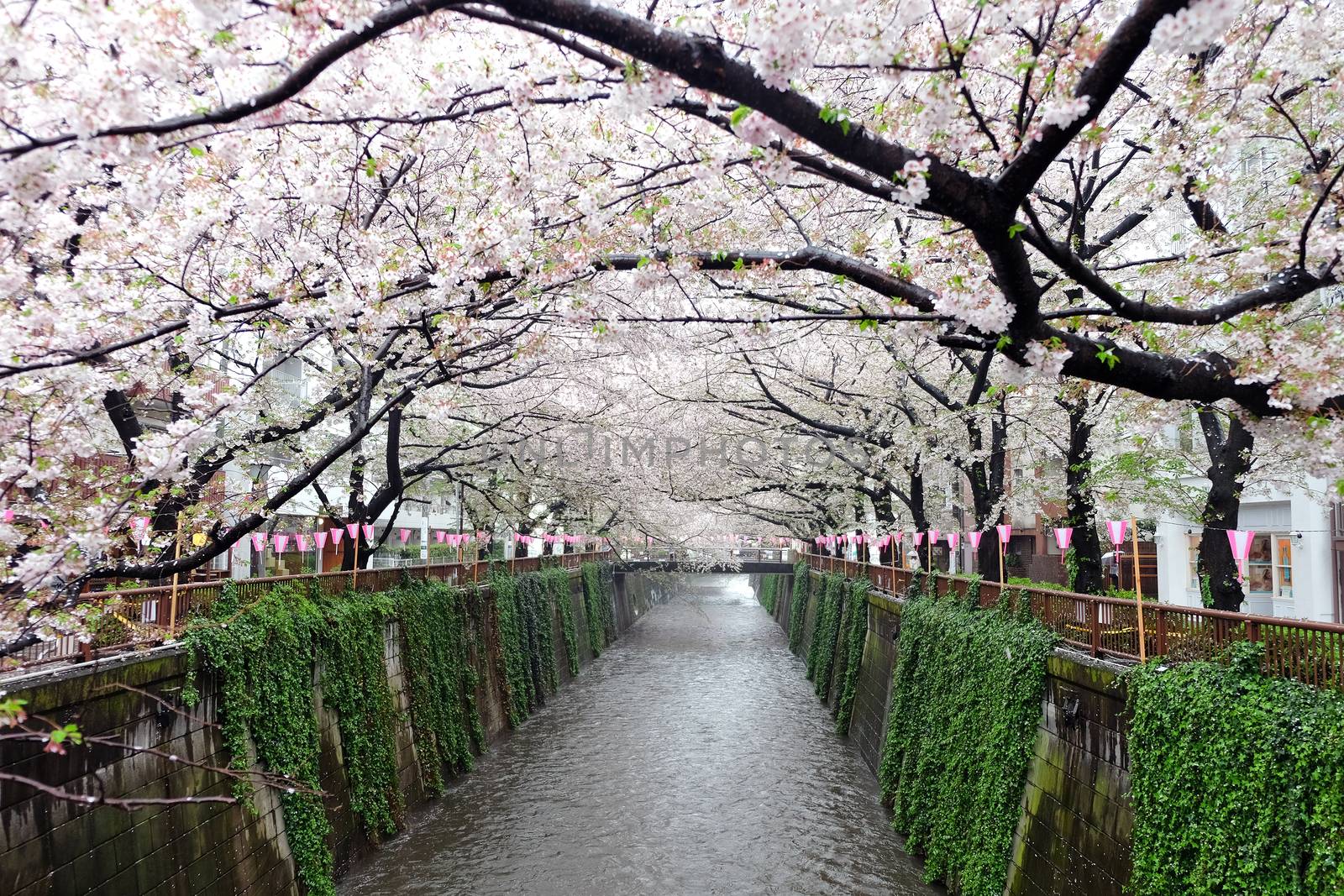 Cherry blossoms at Meguro river in tokyo Japan,The river is a popular venue for cherry blossom viewing in the spring.