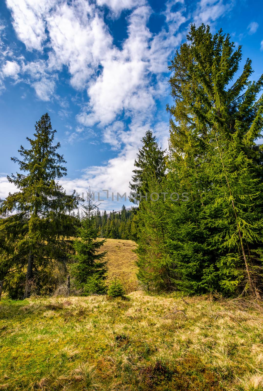 spruce forest in springtime landscape by Pellinni