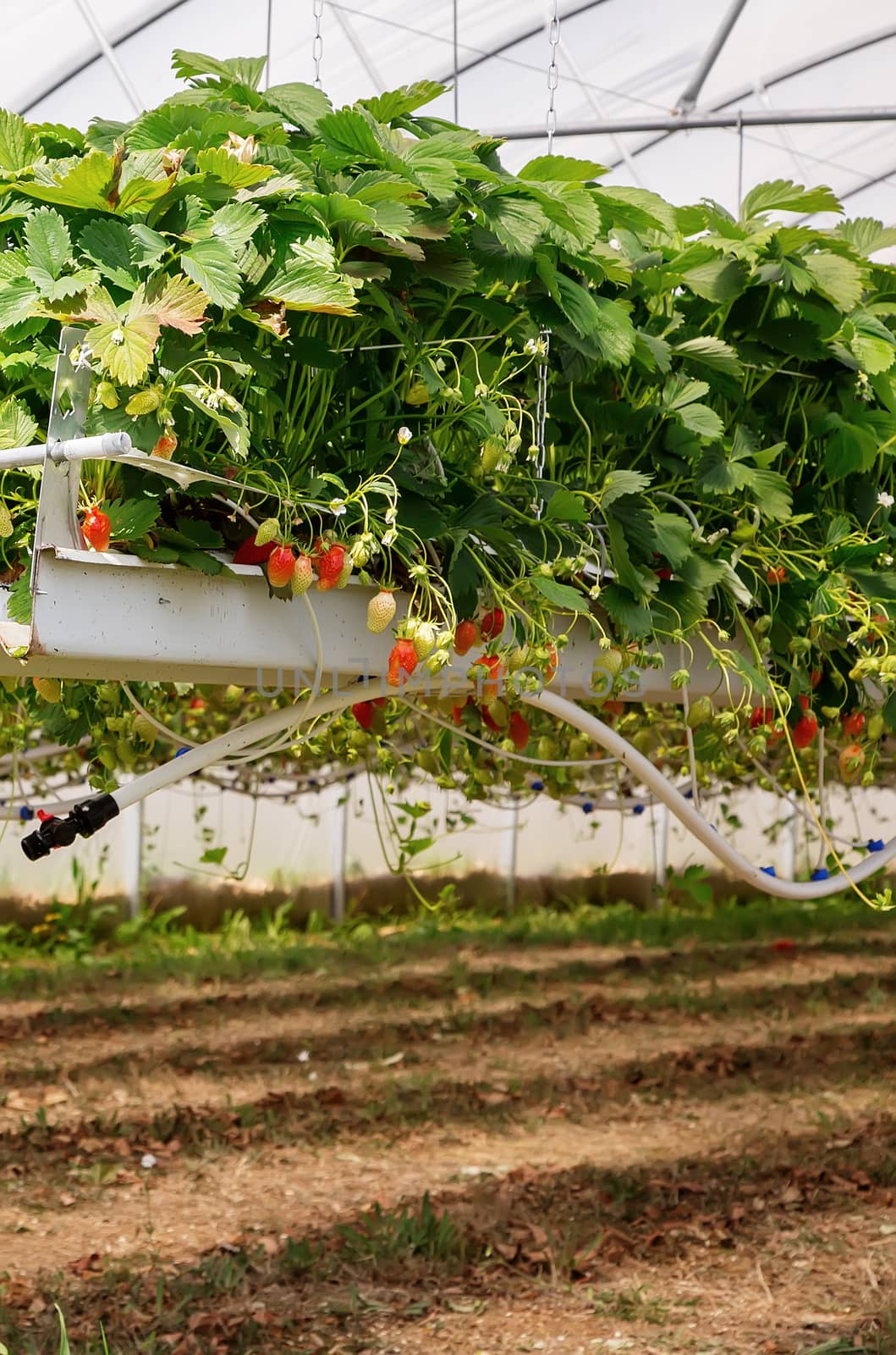 Inside view on strawberry plant on greenhouse by pixinoo